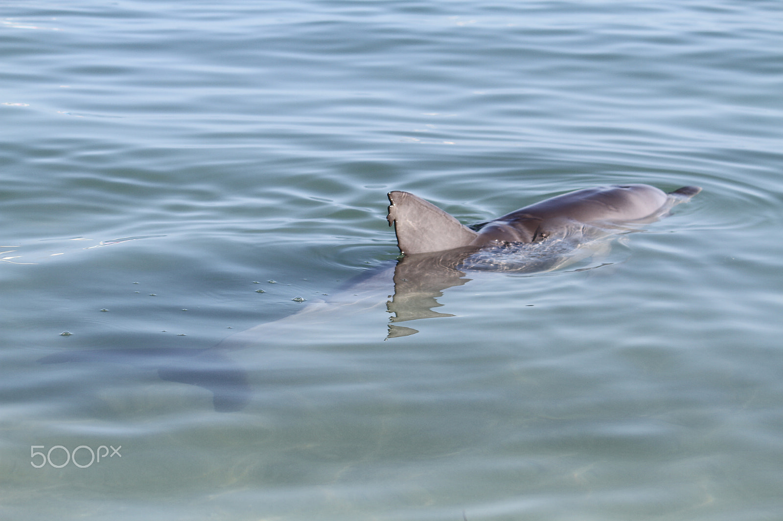 Canon EF-S 55-250mm F4-5.6 IS sample photo. Monkey mia dolphin photography