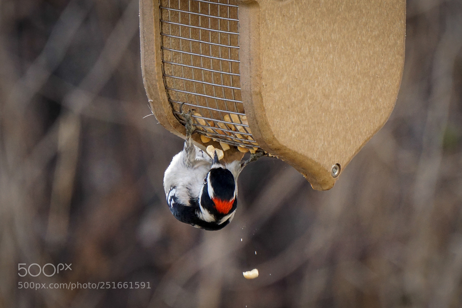 Sony a6000 sample photo. Downy woodpecker at bird photography
