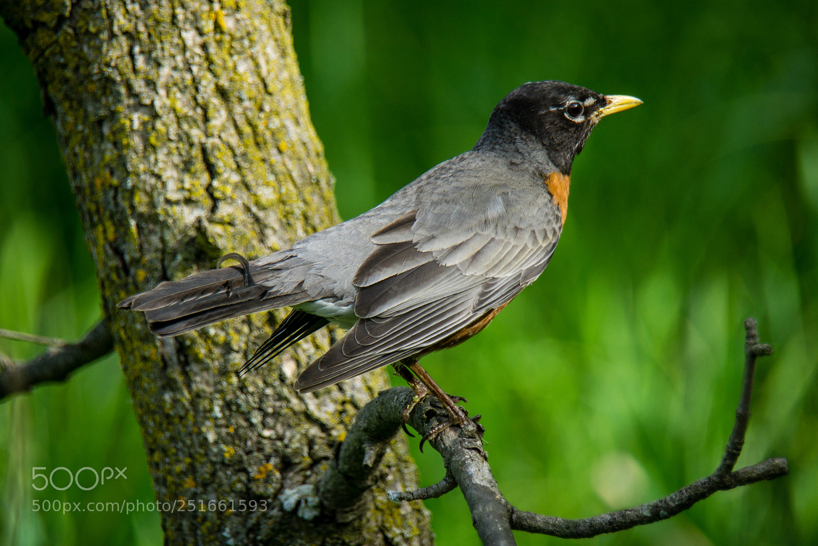 Sony a6000 sample photo. American robin photography