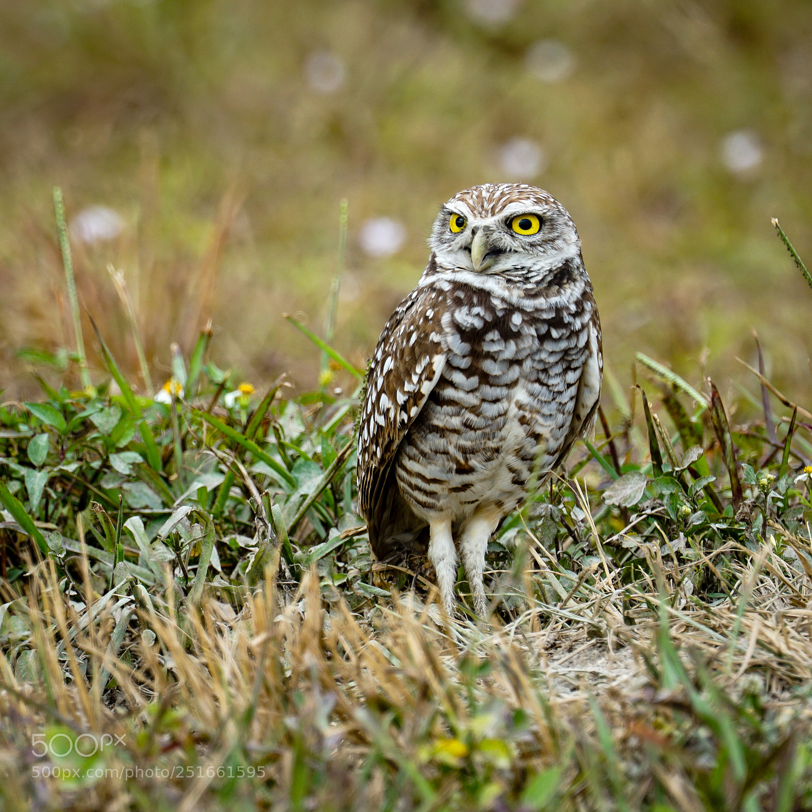 Sony a6000 sample photo. Burrowing owl, at miami photography