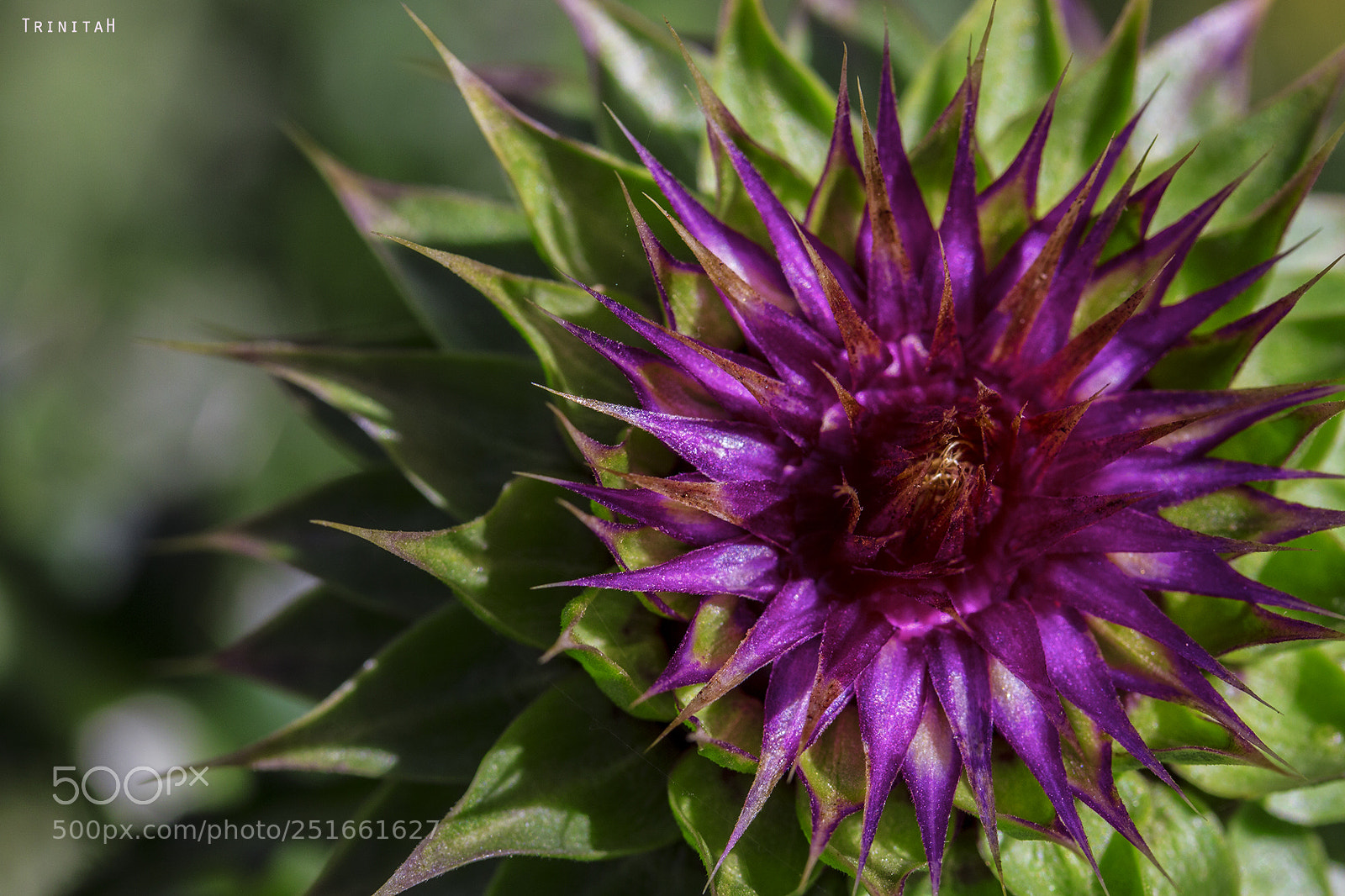 Canon EOS 7D sample photo. Thistle flower photography