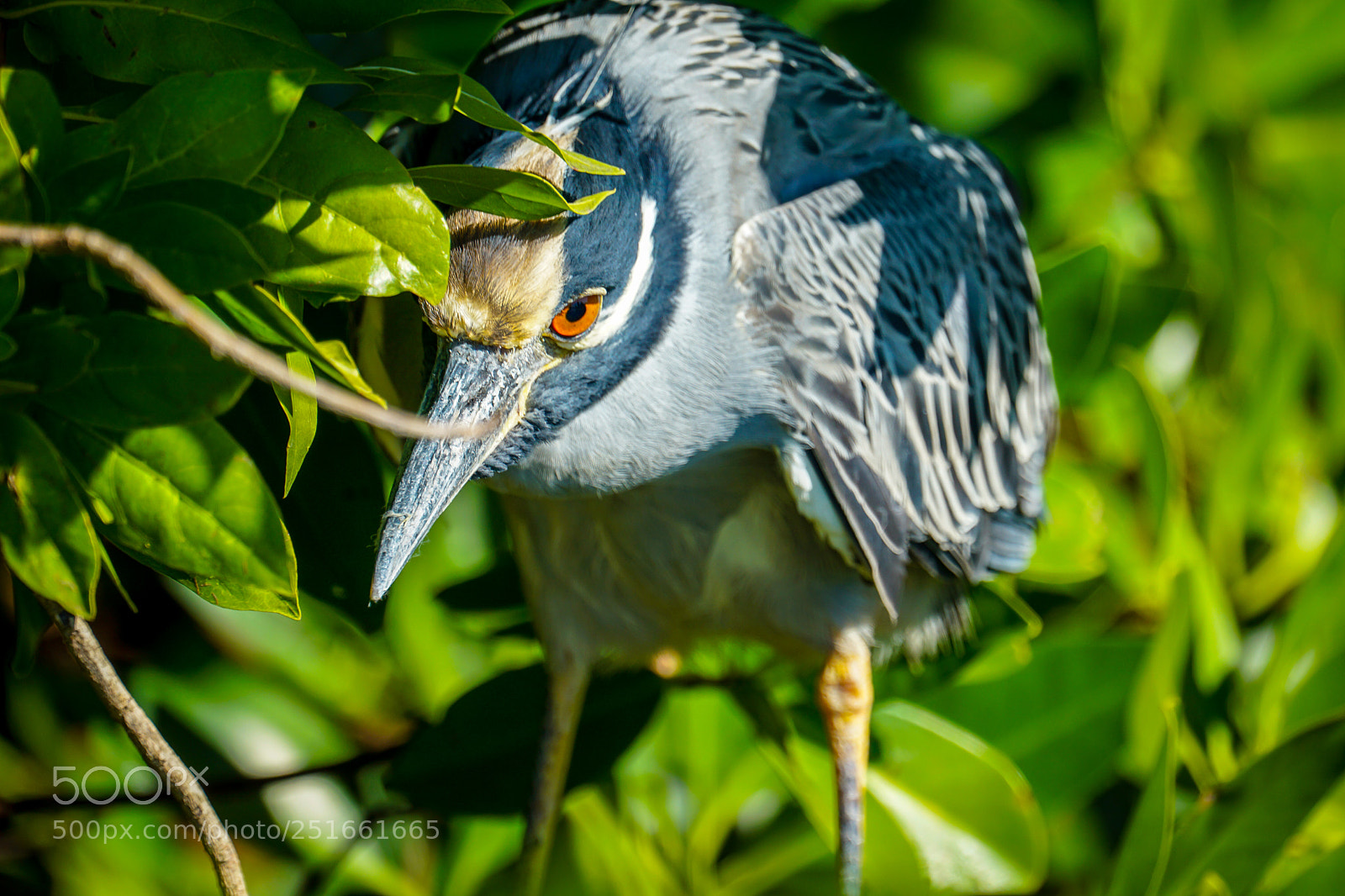 Sony a6000 sample photo. Yellow-crowned night heron photography