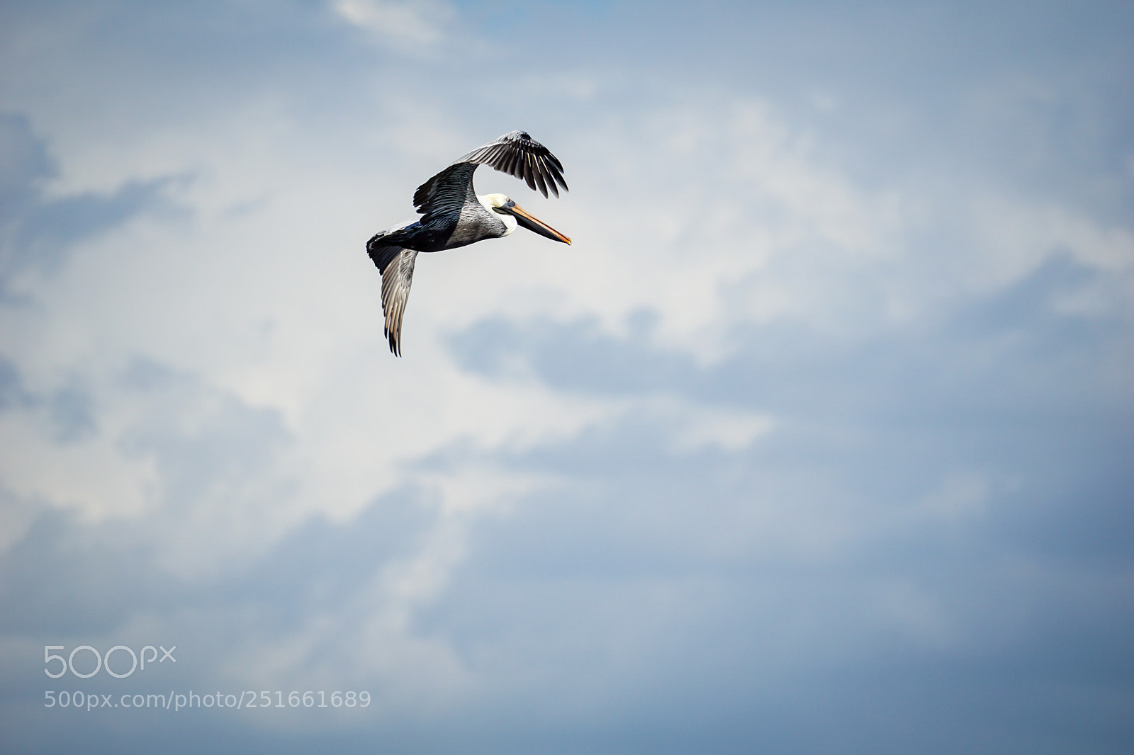 Sony a6000 sample photo. Pelican in mid-air photography