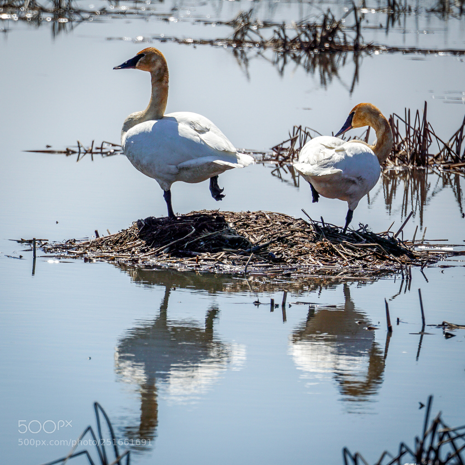 Sony a6000 sample photo. Trumpeter swan photography
