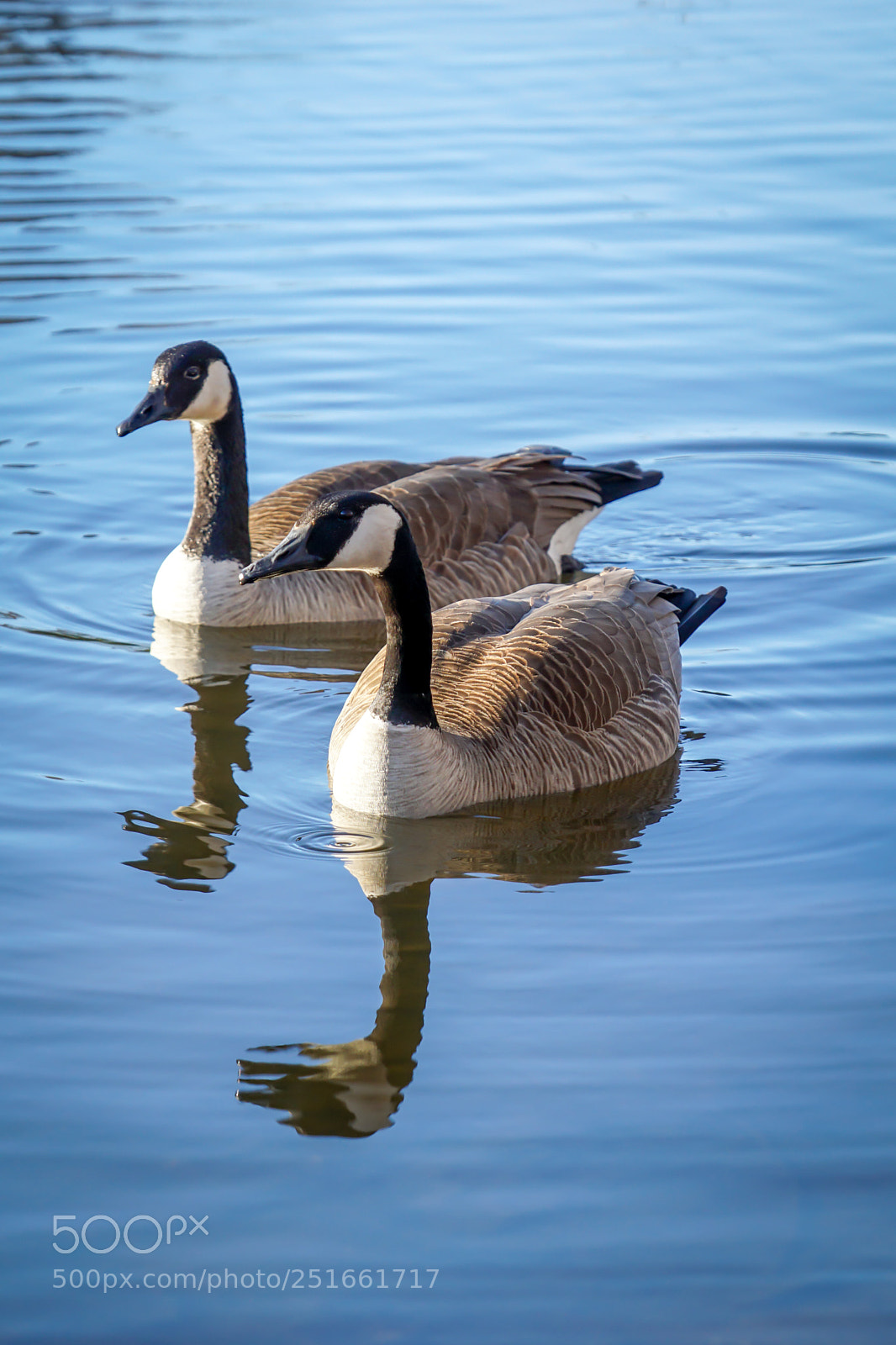 Sony a6000 sample photo. Canada geese photography