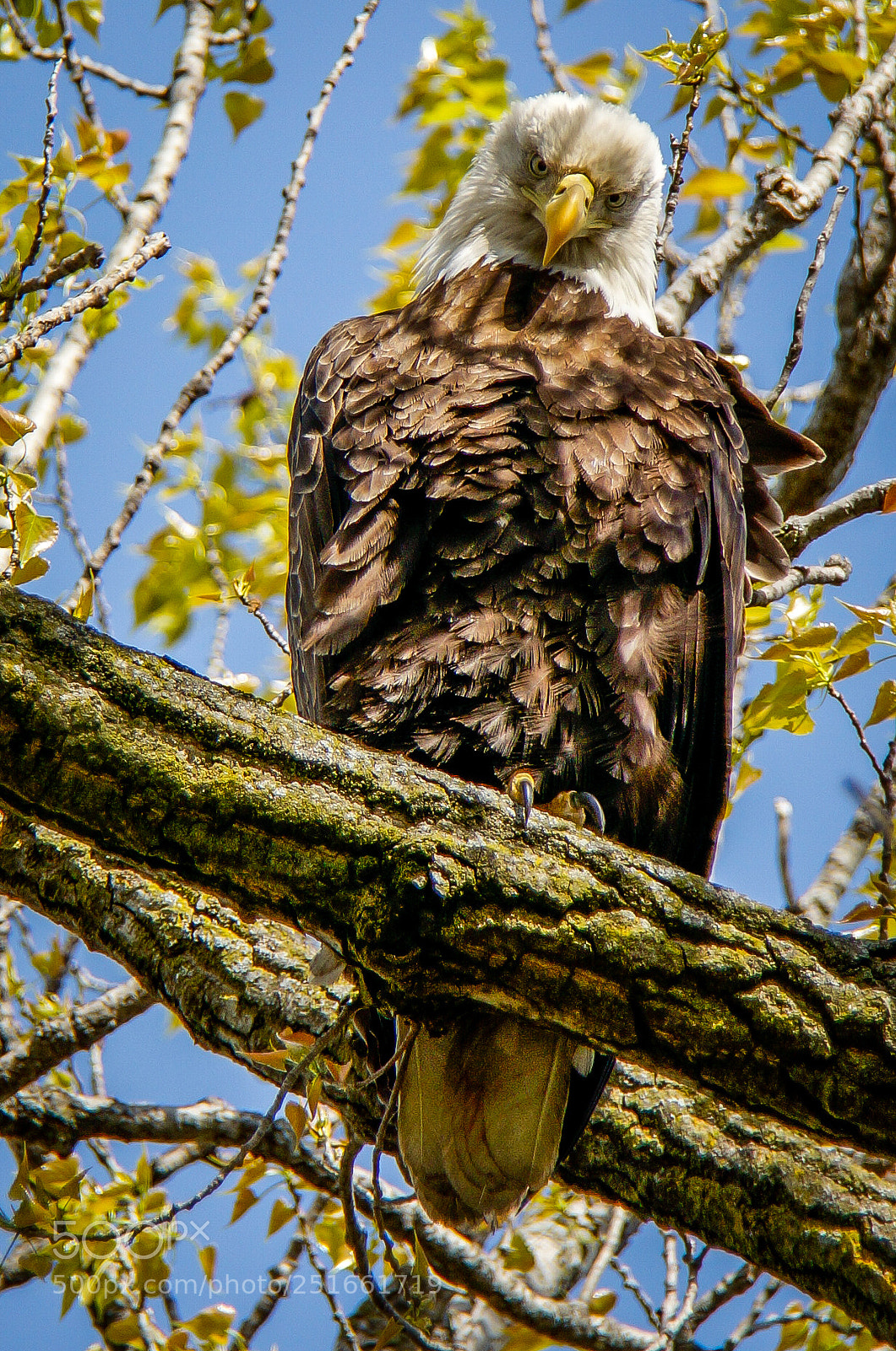 Sony Alpha NEX-6 sample photo. Bald eagle photography