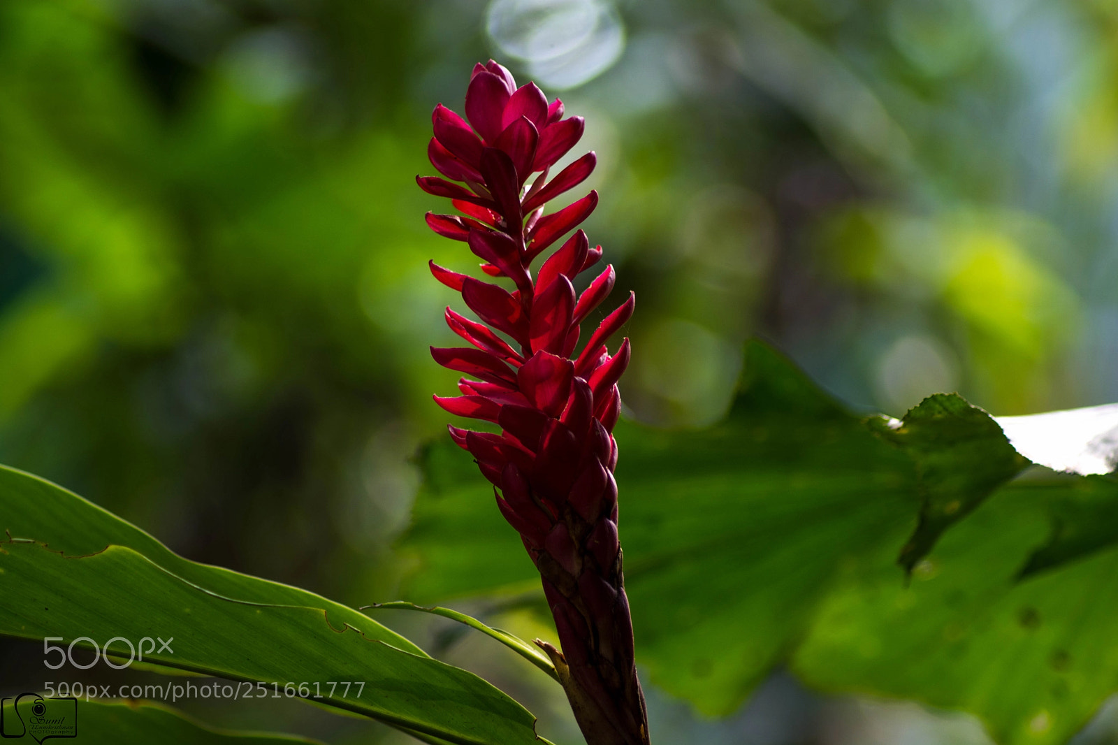 Nikon D7100 sample photo. Flower photography