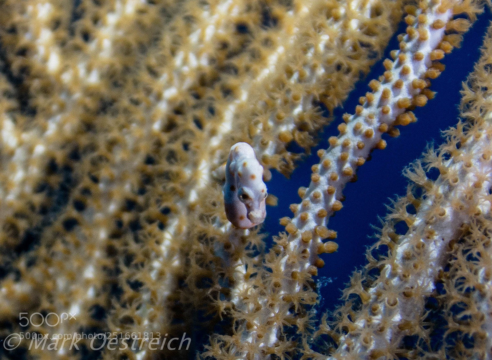 Canon EOS 70D sample photo. Pygmy seahorse photography