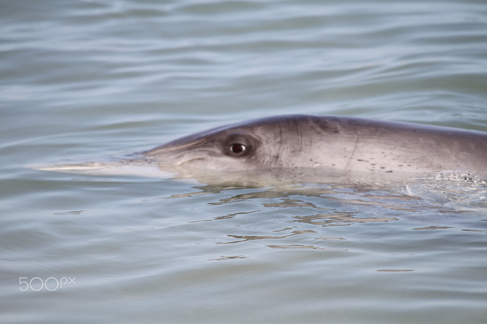 Canon EF-S 55-250mm F4-5.6 IS sample photo. Monkey mia dolphin photography