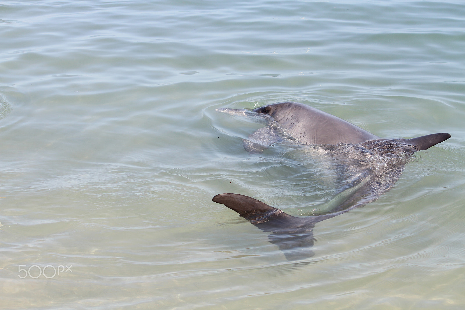 Canon EF-S 55-250mm F4-5.6 IS sample photo. Monkey mia dolphin photography