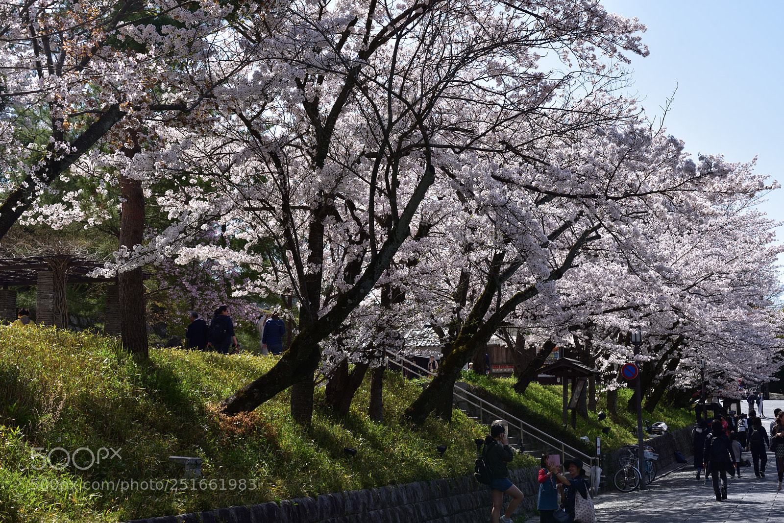 Nikon AF-S Micro-Nikkor 60mm F2.8G ED sample photo. 京都下河原町の桜 photography