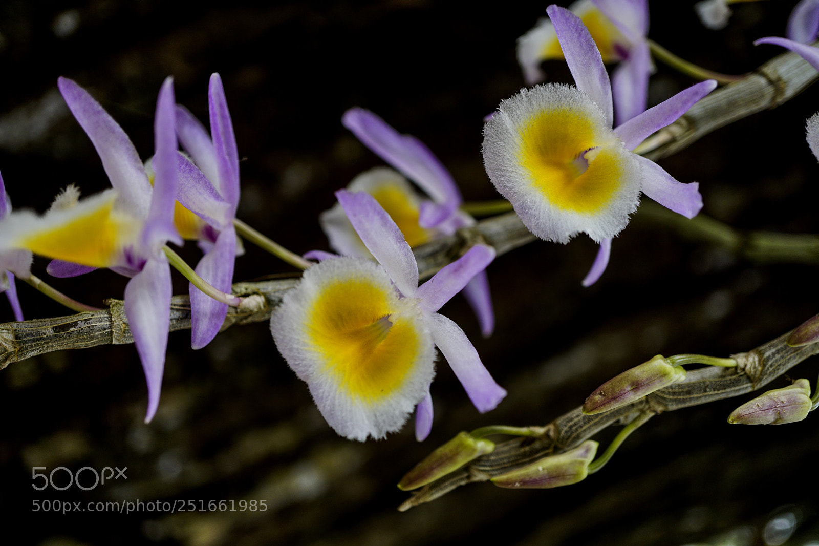 Sony a6000 sample photo. Lan flower photography