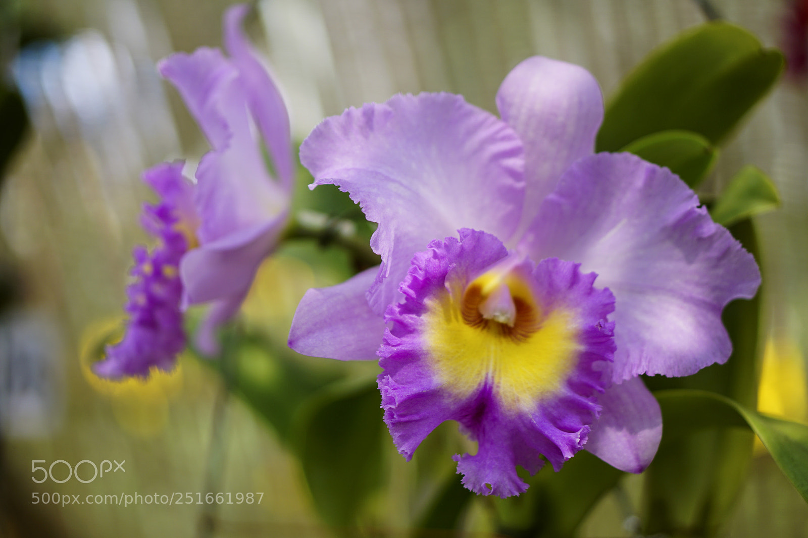 Sony a6000 sample photo. Lan flower photography