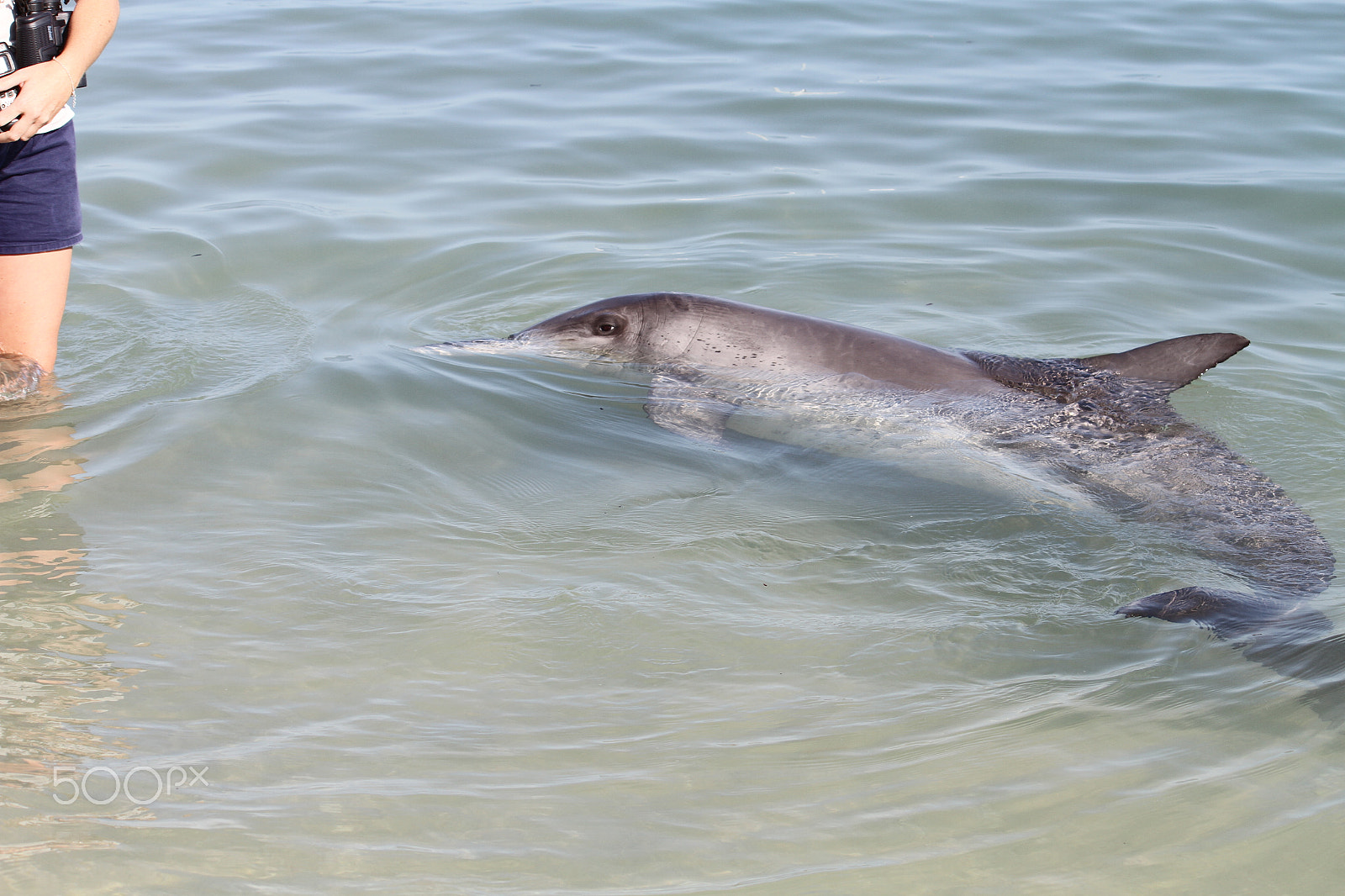 Canon EF-S 55-250mm F4-5.6 IS sample photo. Monkey mia dolphin photography