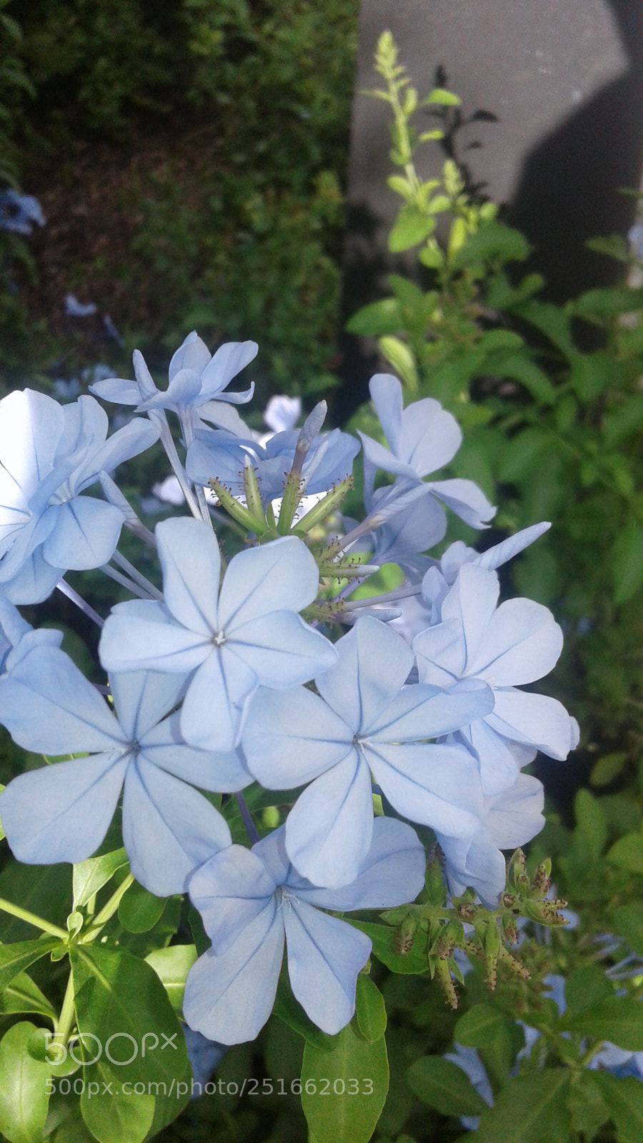Samsung Galaxy J3(2016) sample photo. Daisy photography