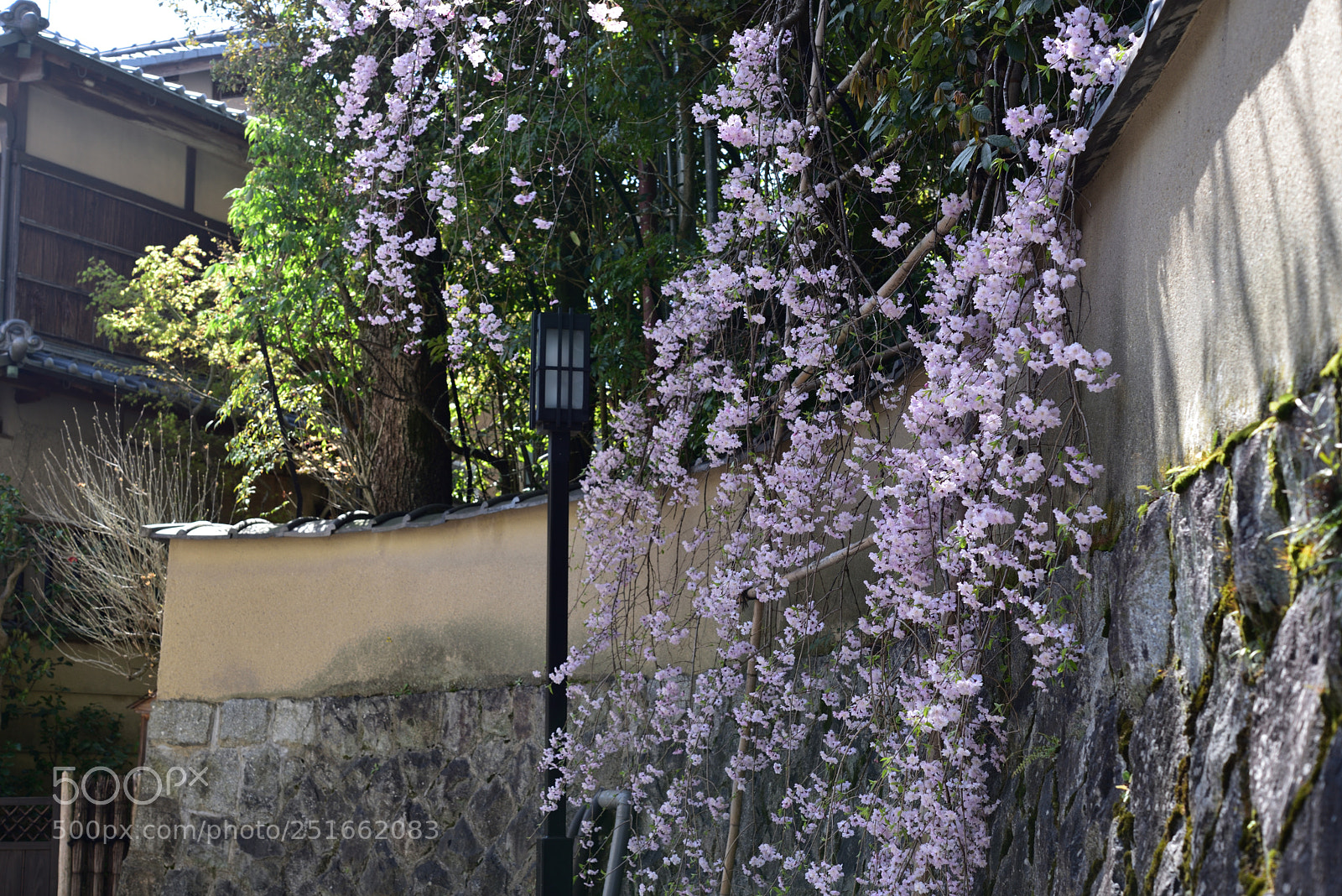 Nikon AF-S Micro-Nikkor 60mm F2.8G ED sample photo. 京都一念坂の桜 photography