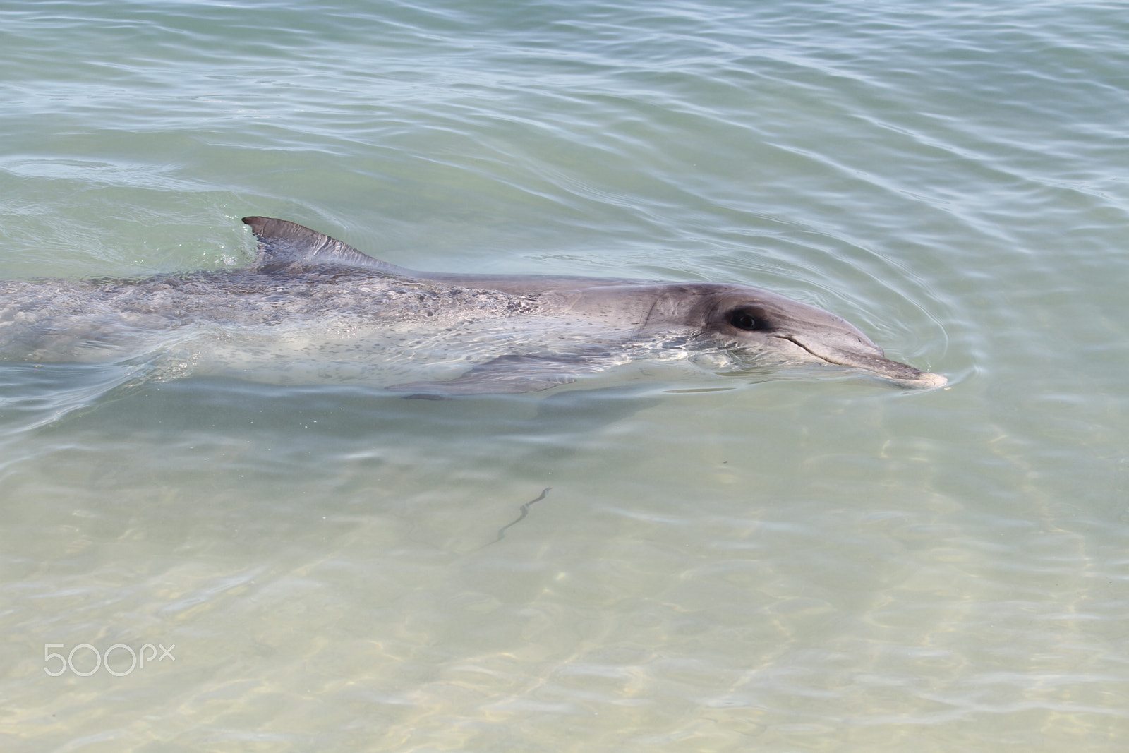 Canon EF-S 55-250mm F4-5.6 IS sample photo. Monkey mia dolphin photography