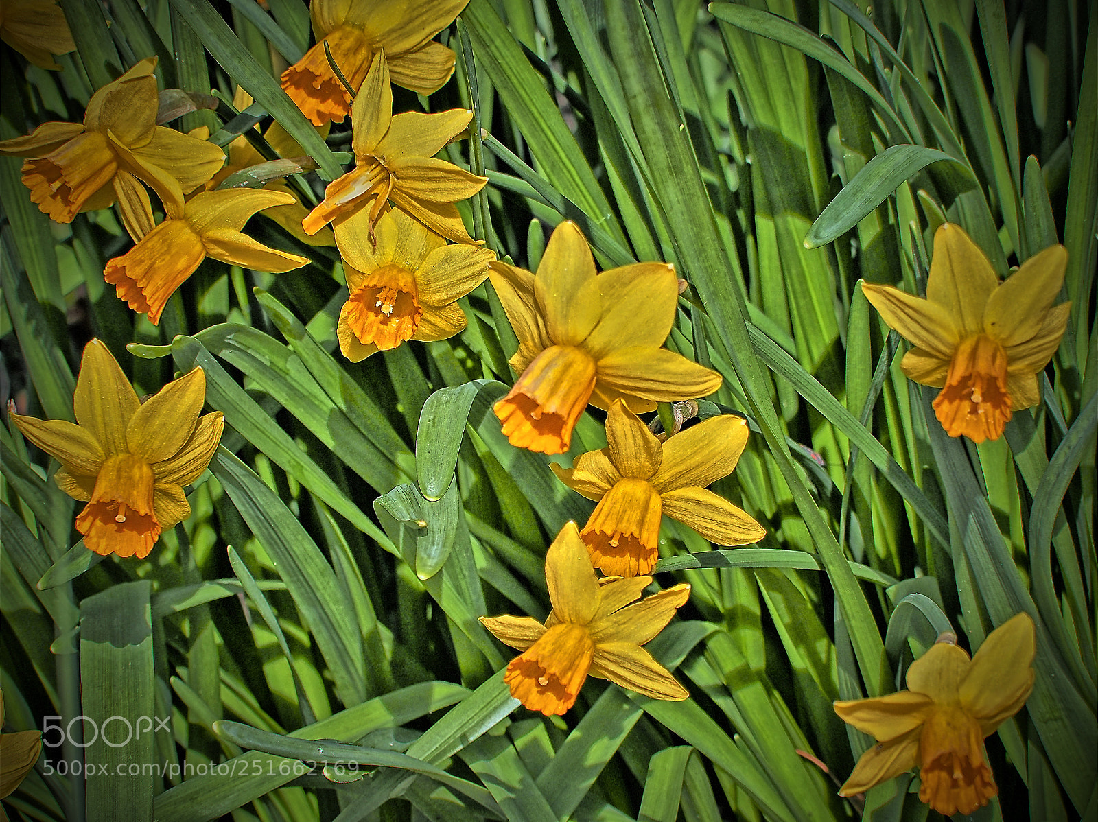 Olympus OM-D E-M5 sample photo. Garden of daffodils photography