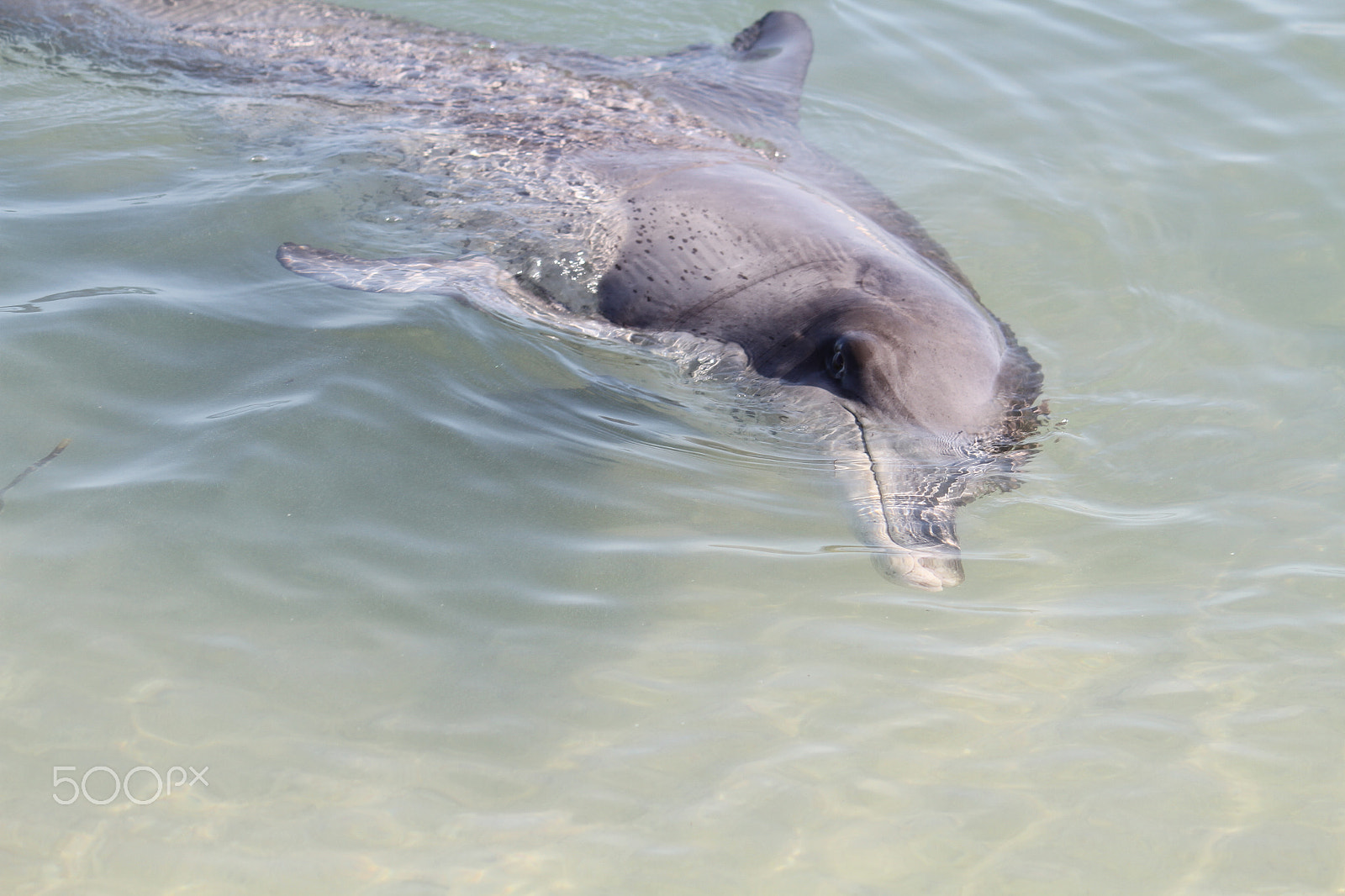 Canon EF-S 55-250mm F4-5.6 IS sample photo. Monkey mia dolphin photography