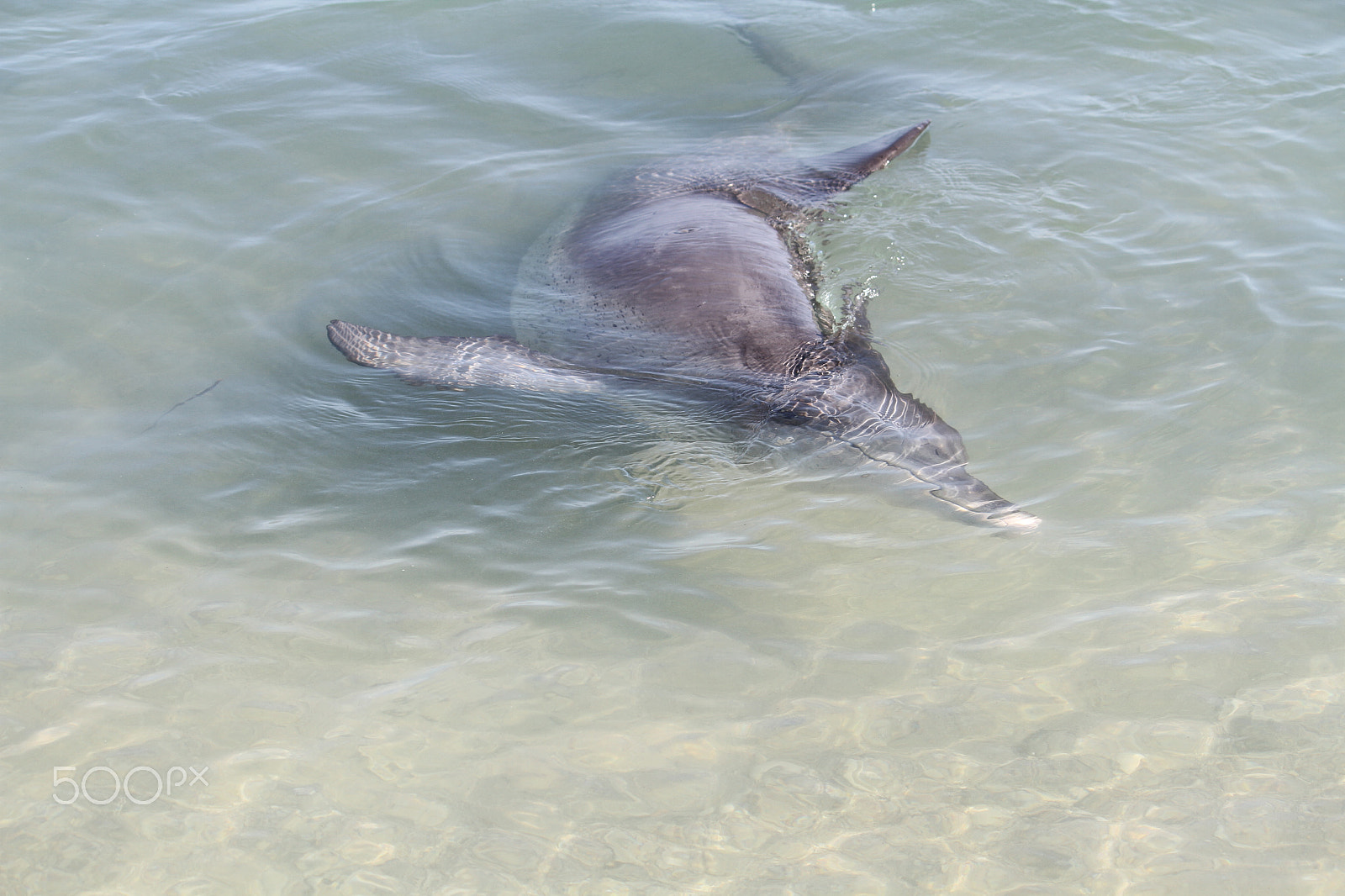Canon EF-S 55-250mm F4-5.6 IS sample photo. Monkey mia dolphin photography