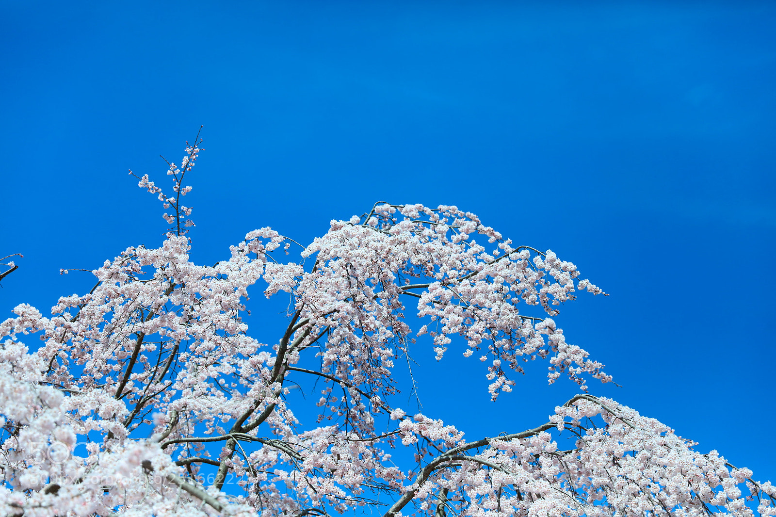 Canon EOS 5DS R sample photo. Sakura.snow photography