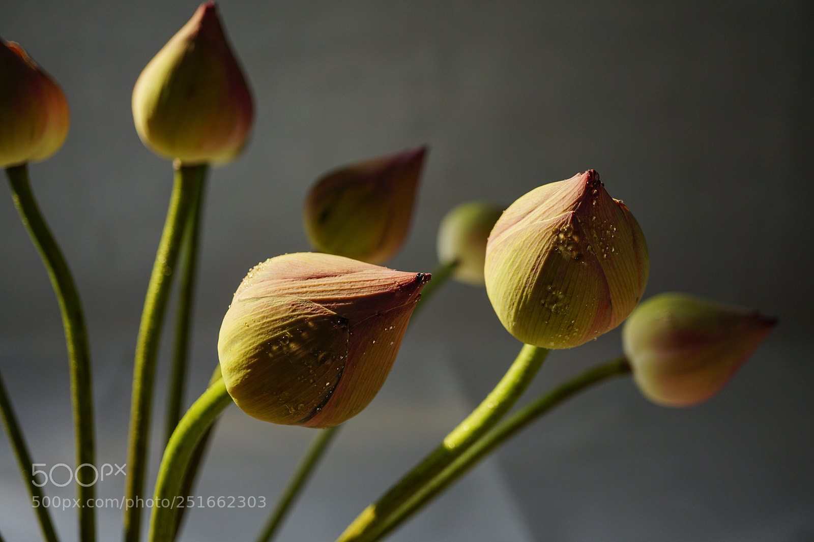 Sony a6000 sample photo. Lotus flower photography