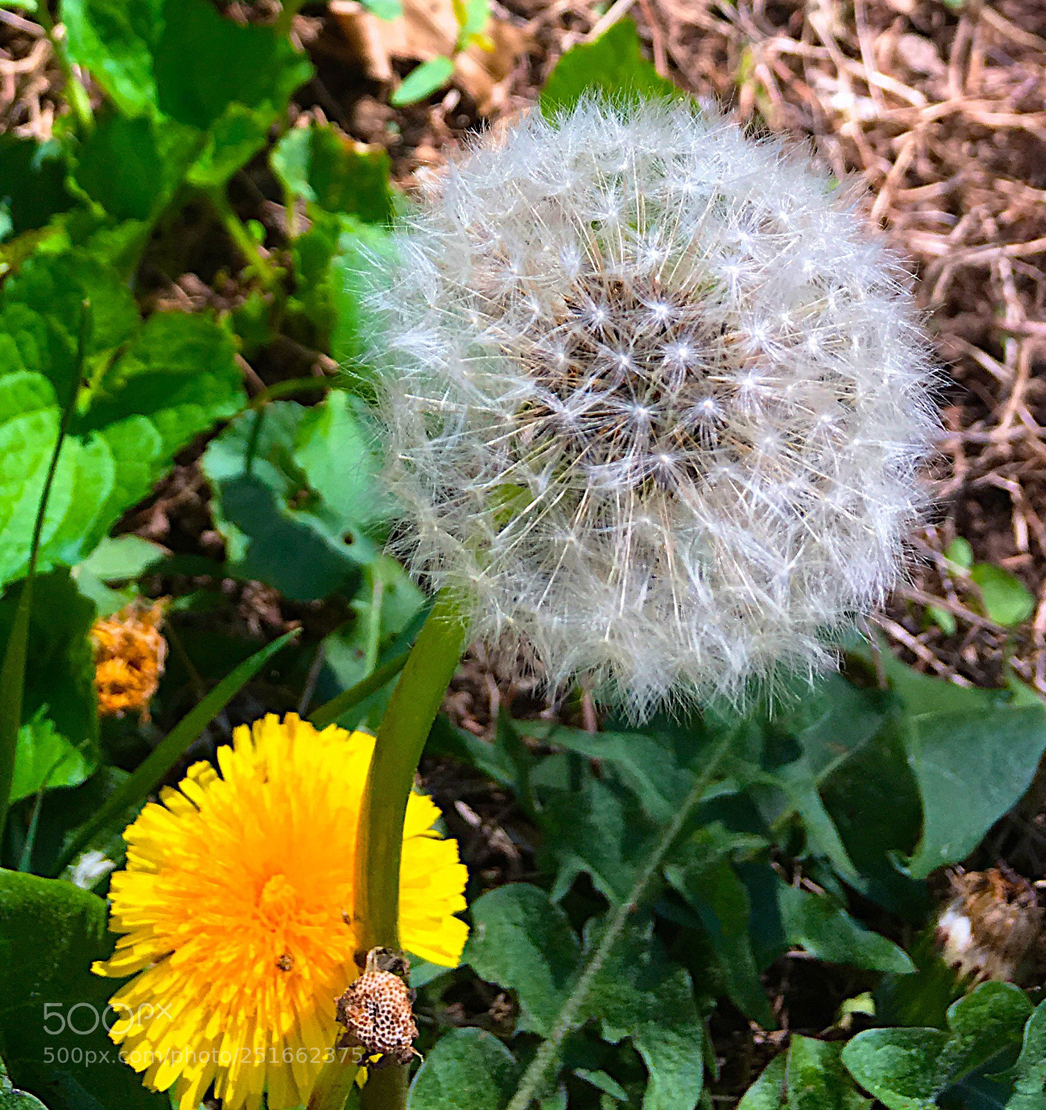Apple iPhone 6s Plus sample photo. Untitled photography