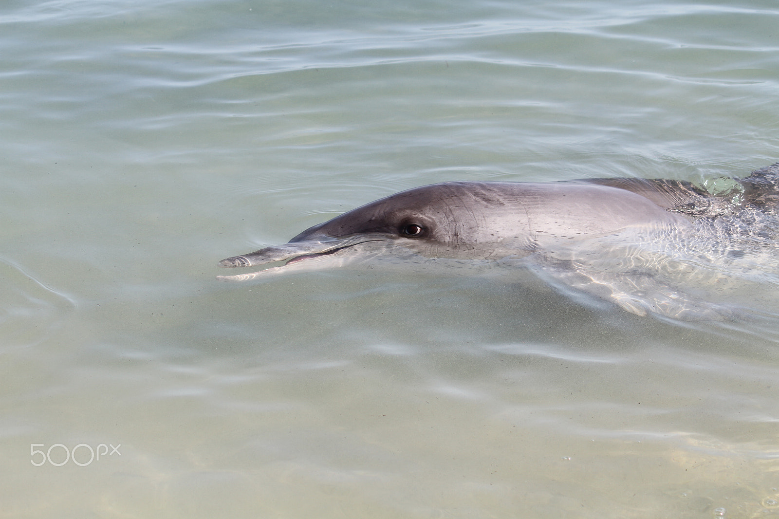 Canon EF-S 55-250mm F4-5.6 IS sample photo. Monkey mia dolphin photography