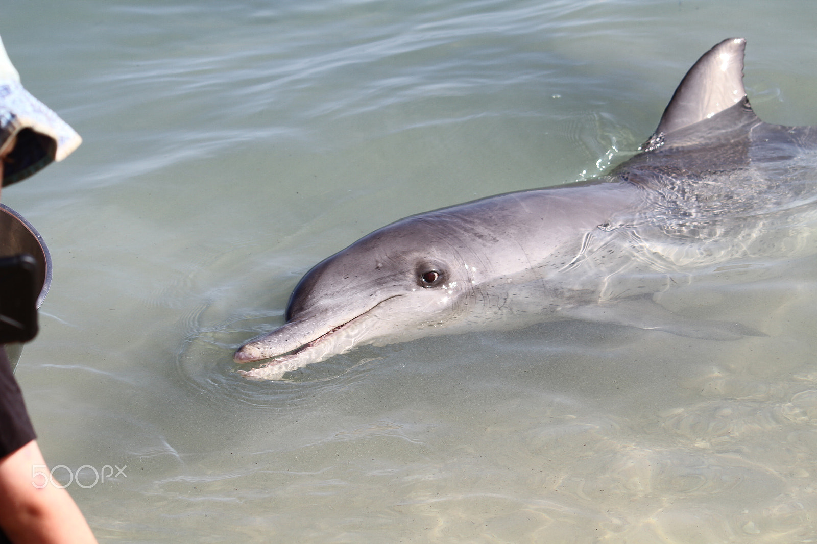 Canon EF-S 55-250mm F4-5.6 IS sample photo. Monkey mia dolphin photography