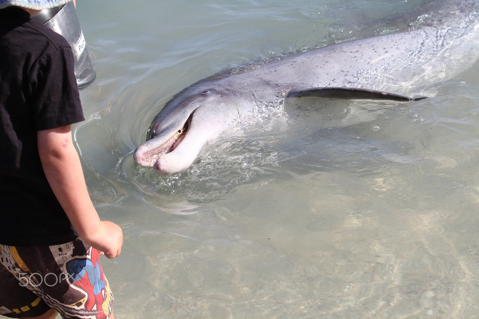 Canon EF-S 55-250mm F4-5.6 IS sample photo. Monkey mia dolphin photography