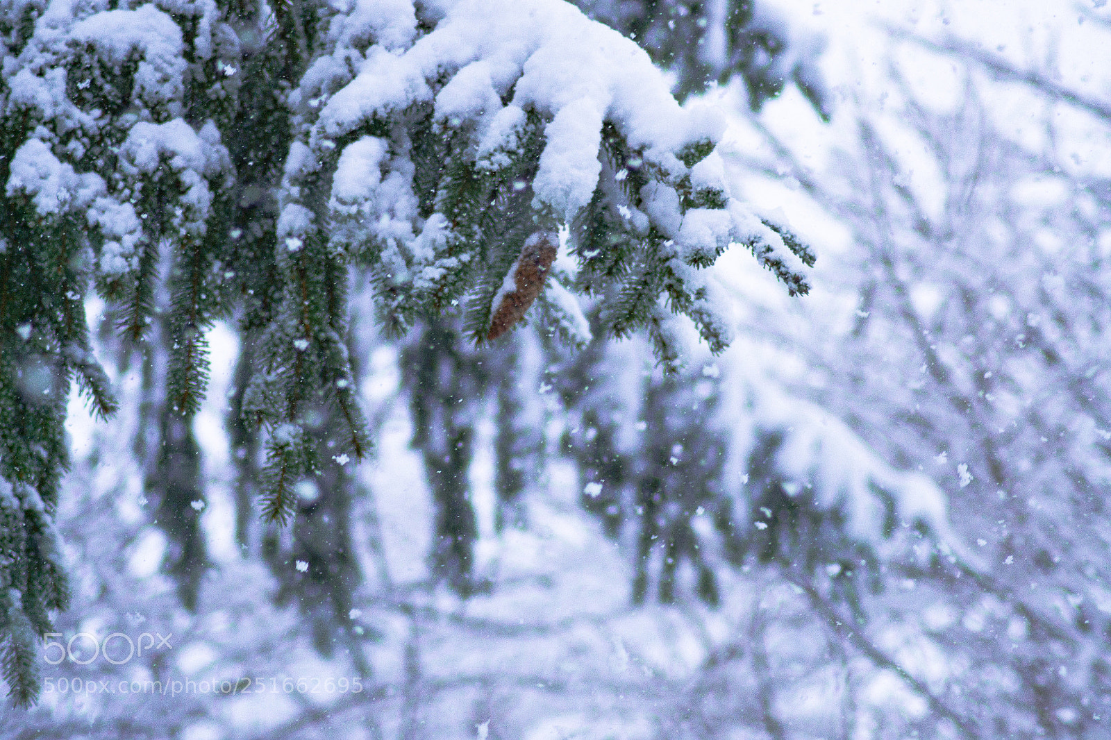 Nikon D3100 sample photo. Hanging pinecone photography