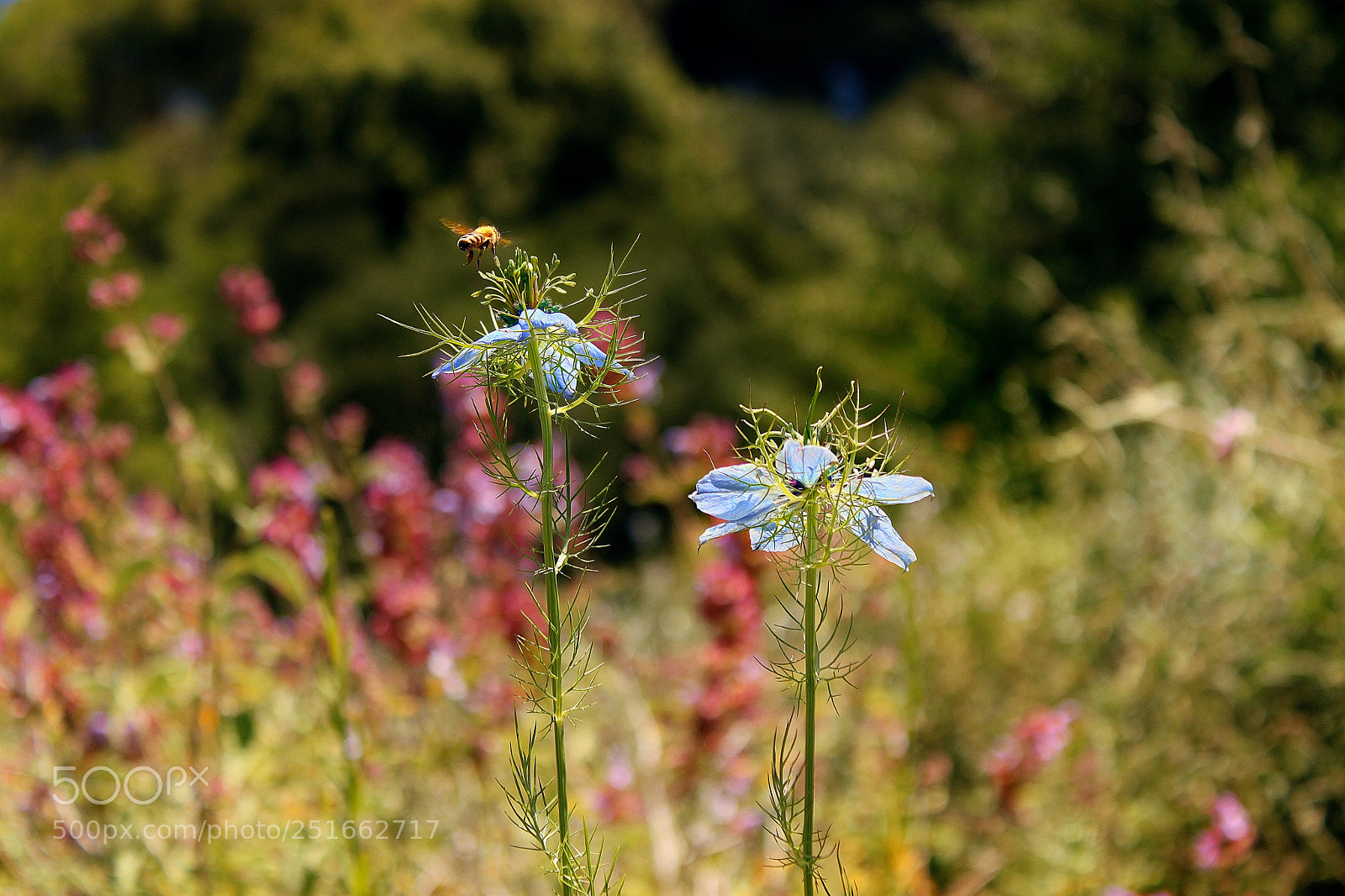 Canon EOS 500D (EOS Rebel T1i / EOS Kiss X3) sample photo. Bumblebee photography