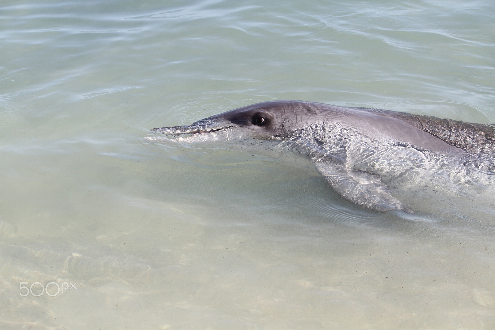 Canon EF-S 55-250mm F4-5.6 IS sample photo. Monkey mia dolphin photography