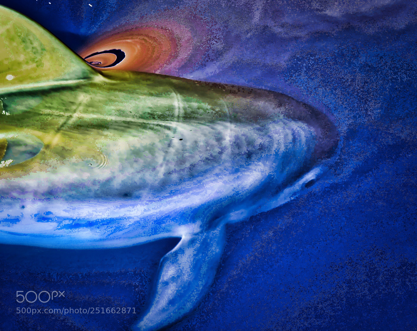 Nikon D7000 sample photo. Dolphin photography