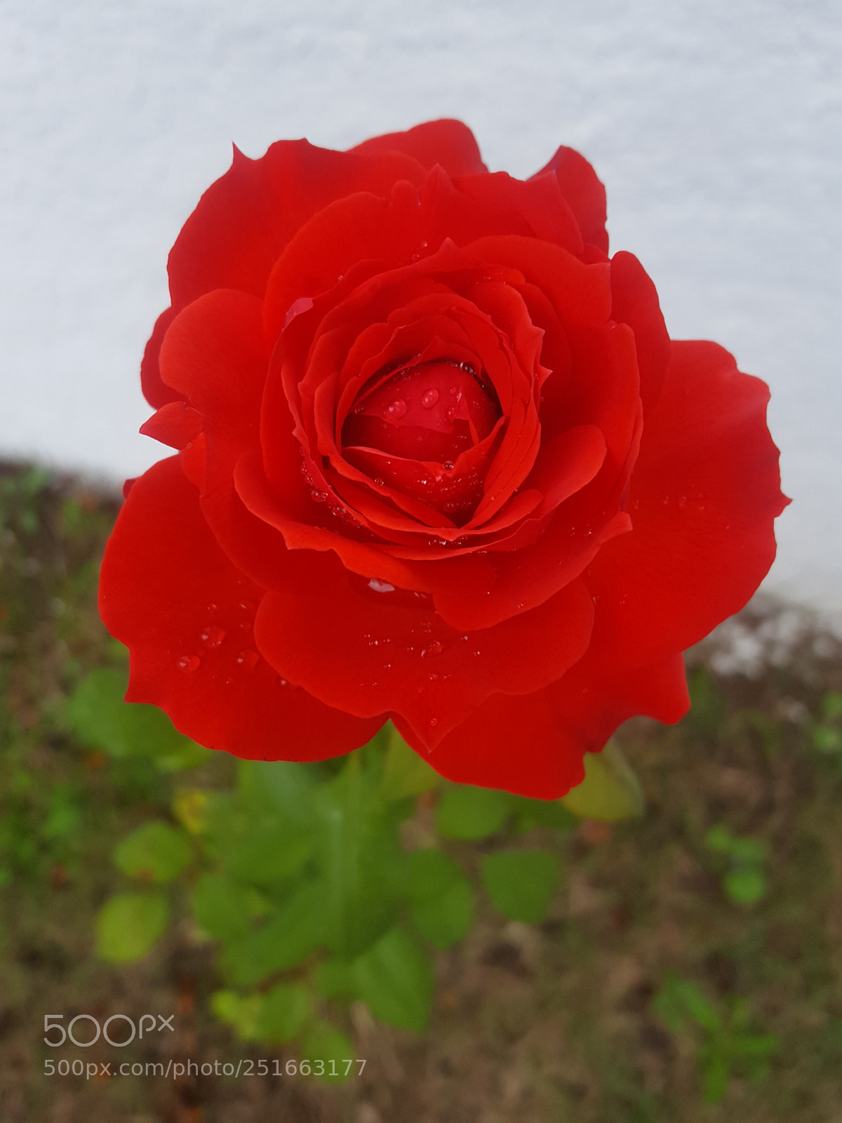 Samsung GALAXY S6 edge sample photo. Untitled photography