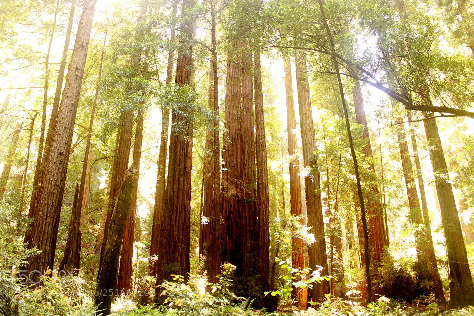 Canon EOS 500D (EOS Rebel T1i / EOS Kiss X3) sample photo. Golden forest photography