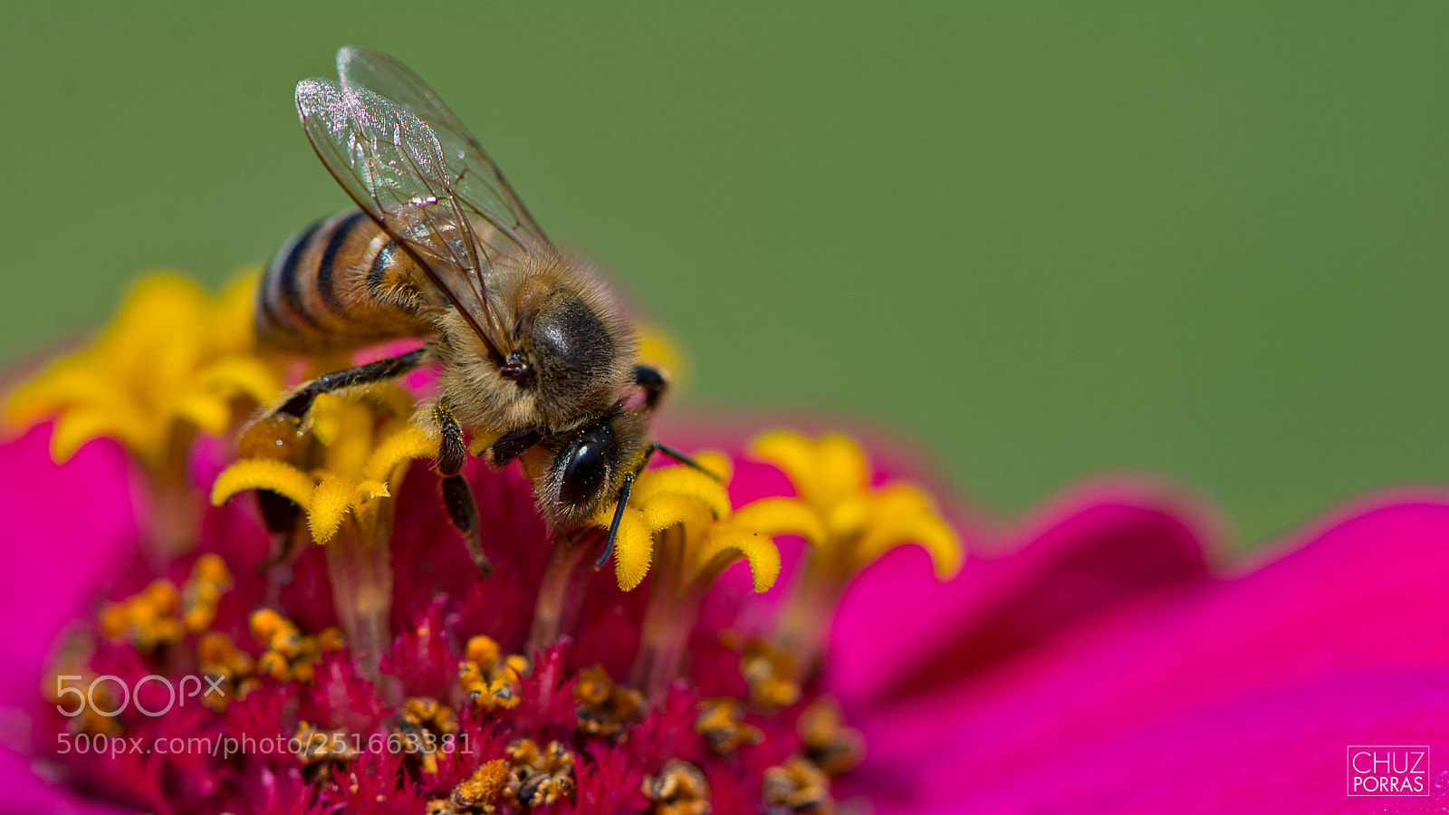 Nikon D7100 sample photo. Flower and bee photography