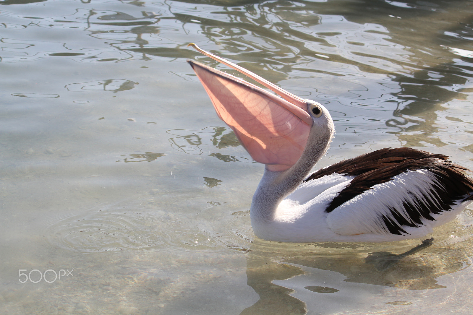 Canon EF-S 55-250mm F4-5.6 IS sample photo. Monkey mia pelican photography