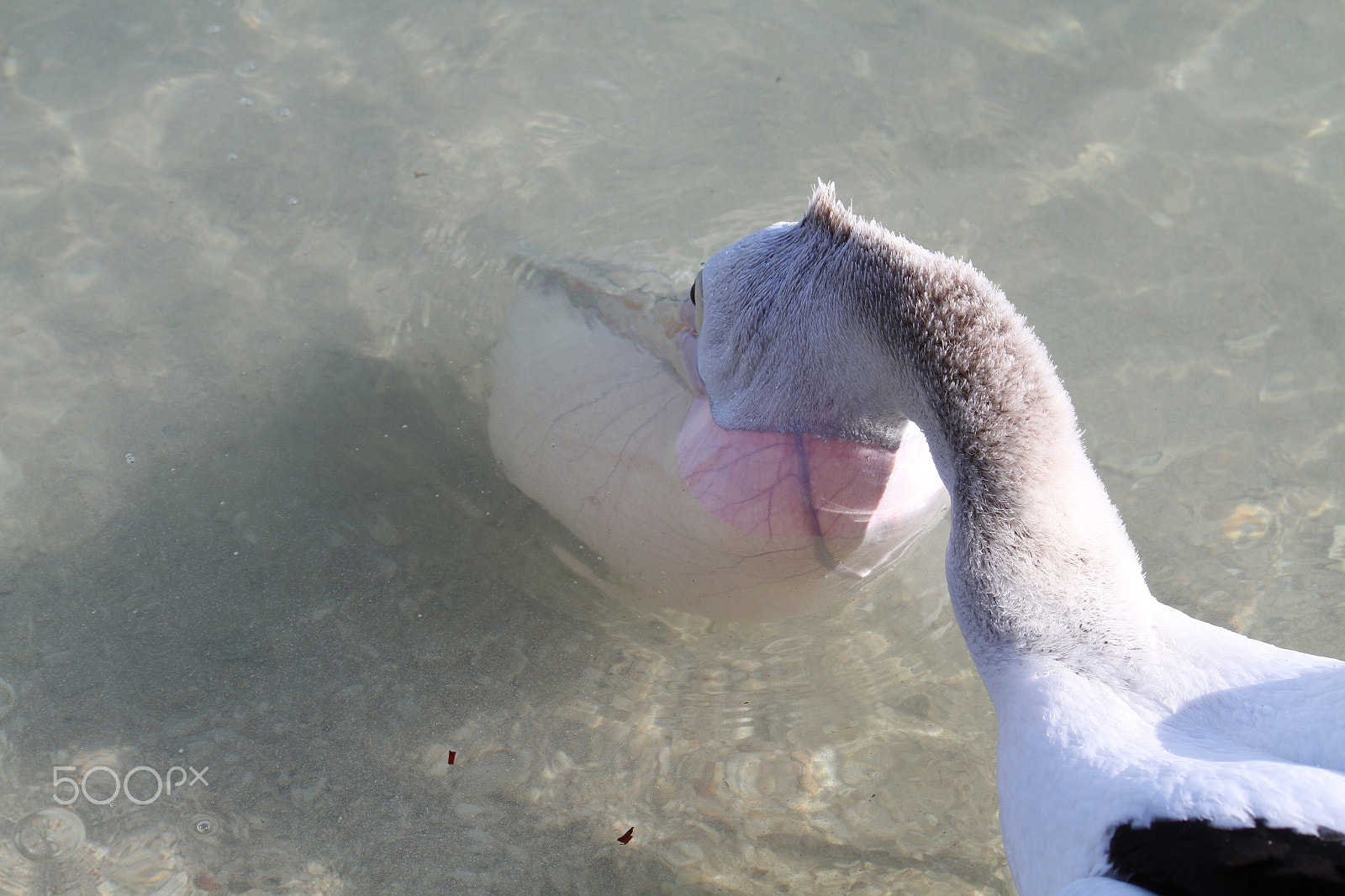 Canon EF-S 55-250mm F4-5.6 IS sample photo. Monkey mia pelican photography