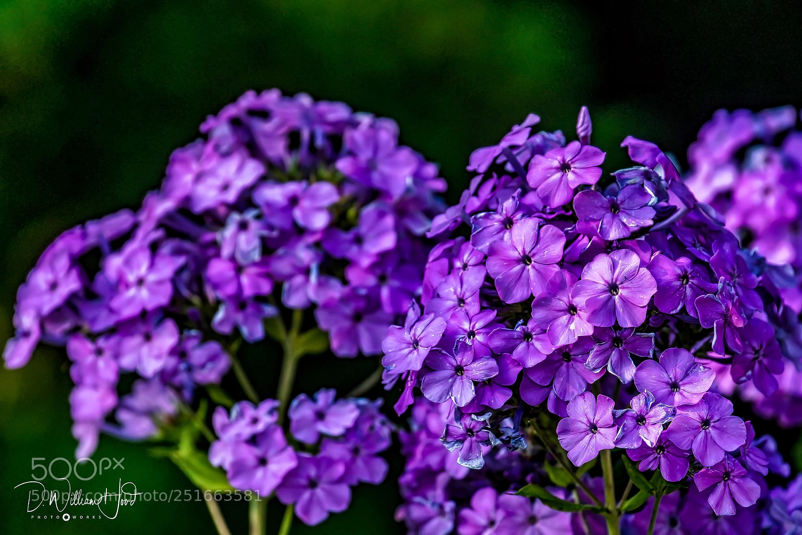 Sony a9 sample photo. Purple passion photography