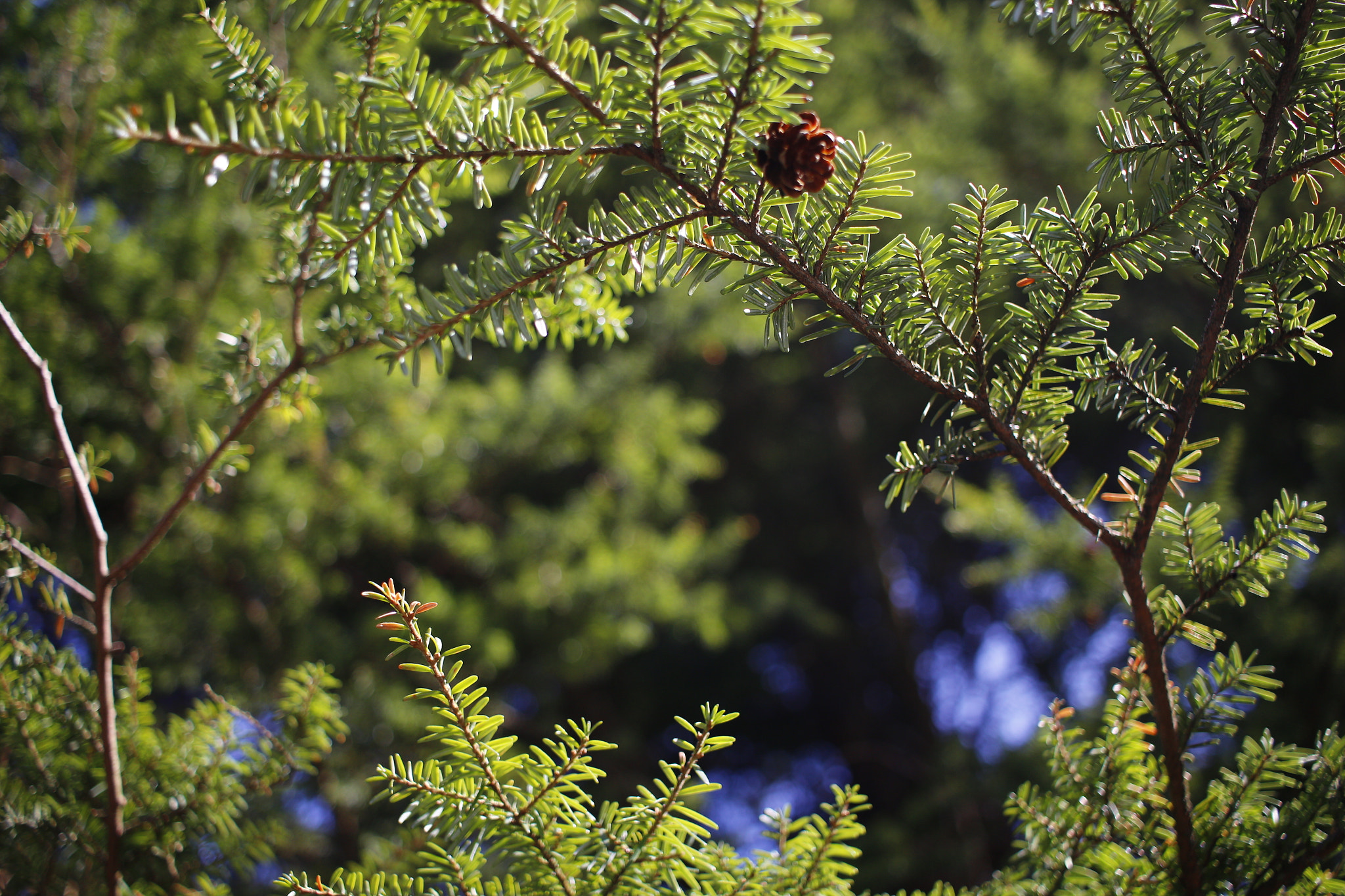 Canon EF-S 24mm F2.8 STM sample photo