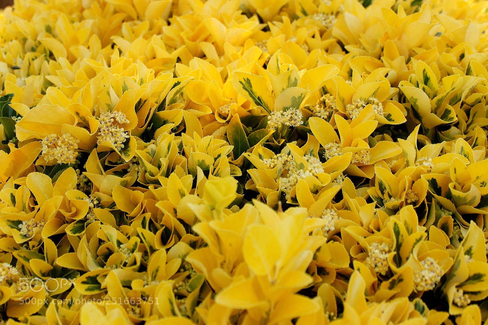 Canon EOS 500D (EOS Rebel T1i / EOS Kiss X3) sample photo. Very yellow photography