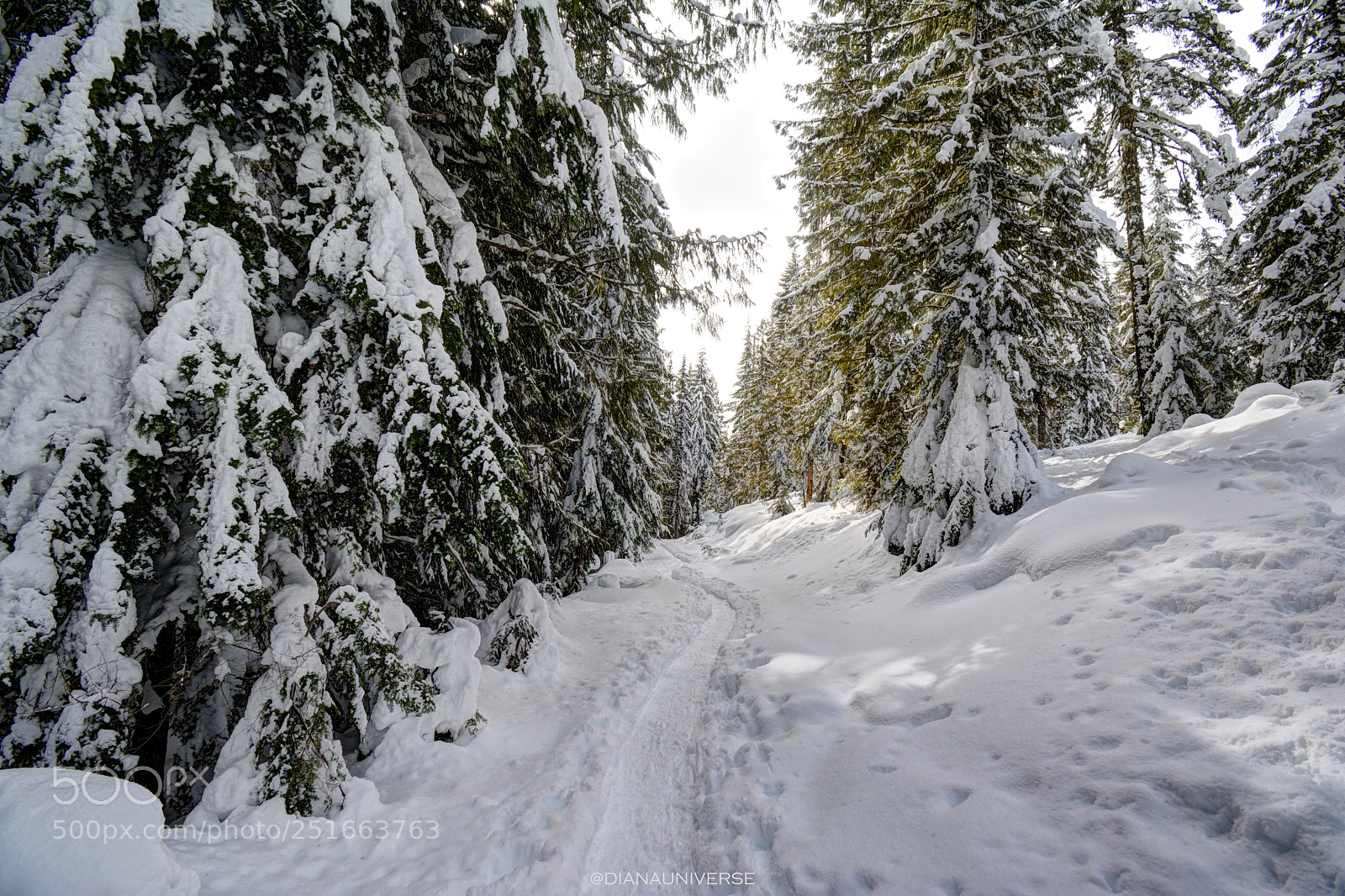 Nikon D7100 sample photo. Sunshine in the snow photography
