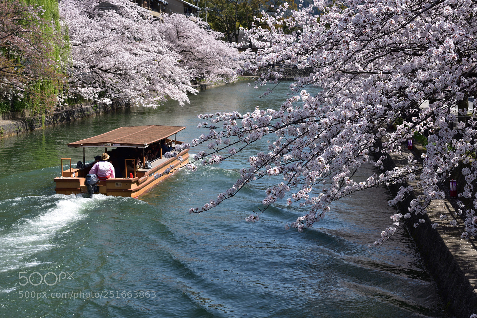 Nikon AF-S Micro-Nikkor 60mm F2.8G ED sample photo. 京都・ 鴨東運河(おうとううんが)の桜 photography