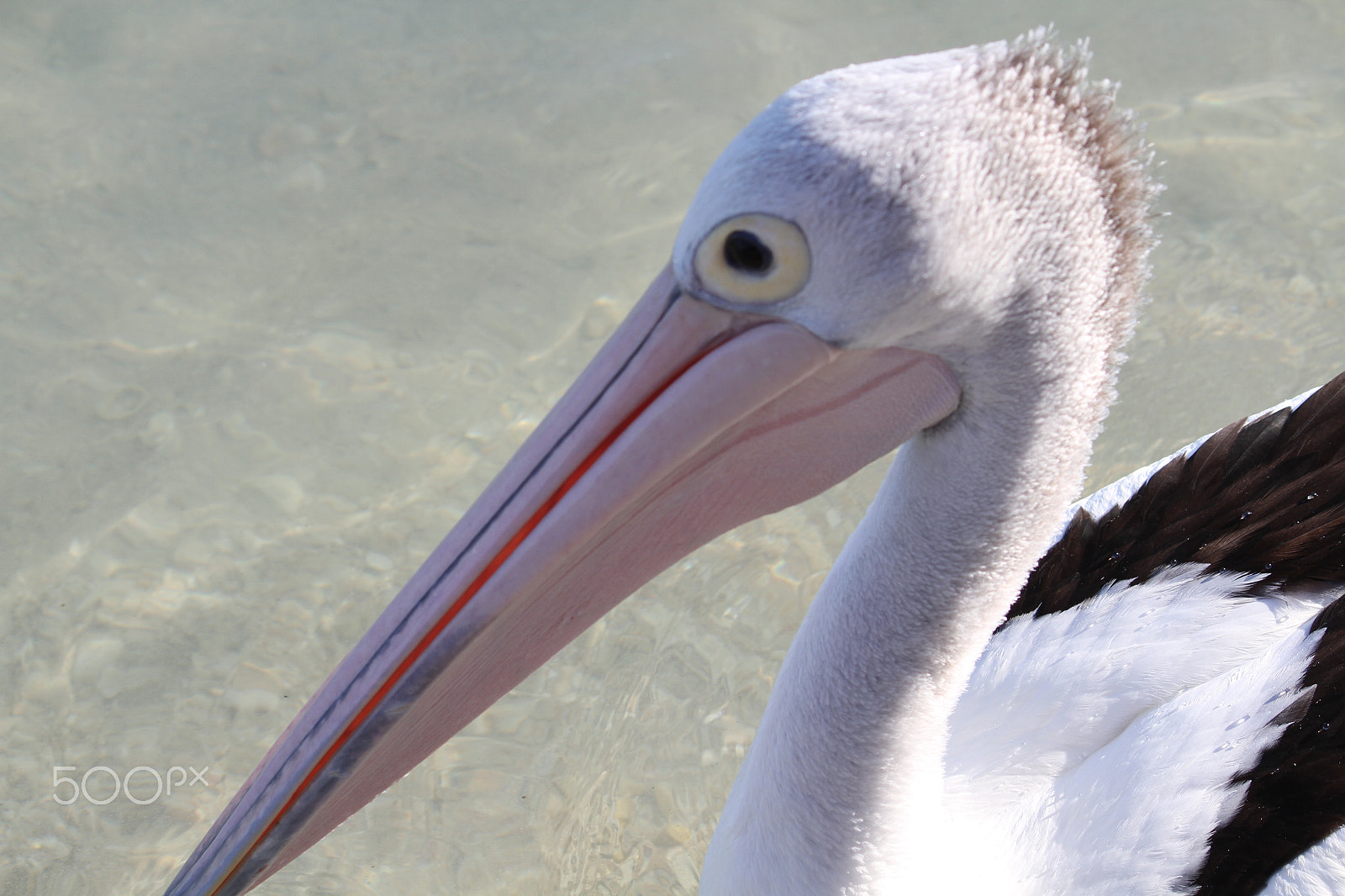 Canon EF-S 55-250mm F4-5.6 IS sample photo. Monkey mia pelican photography