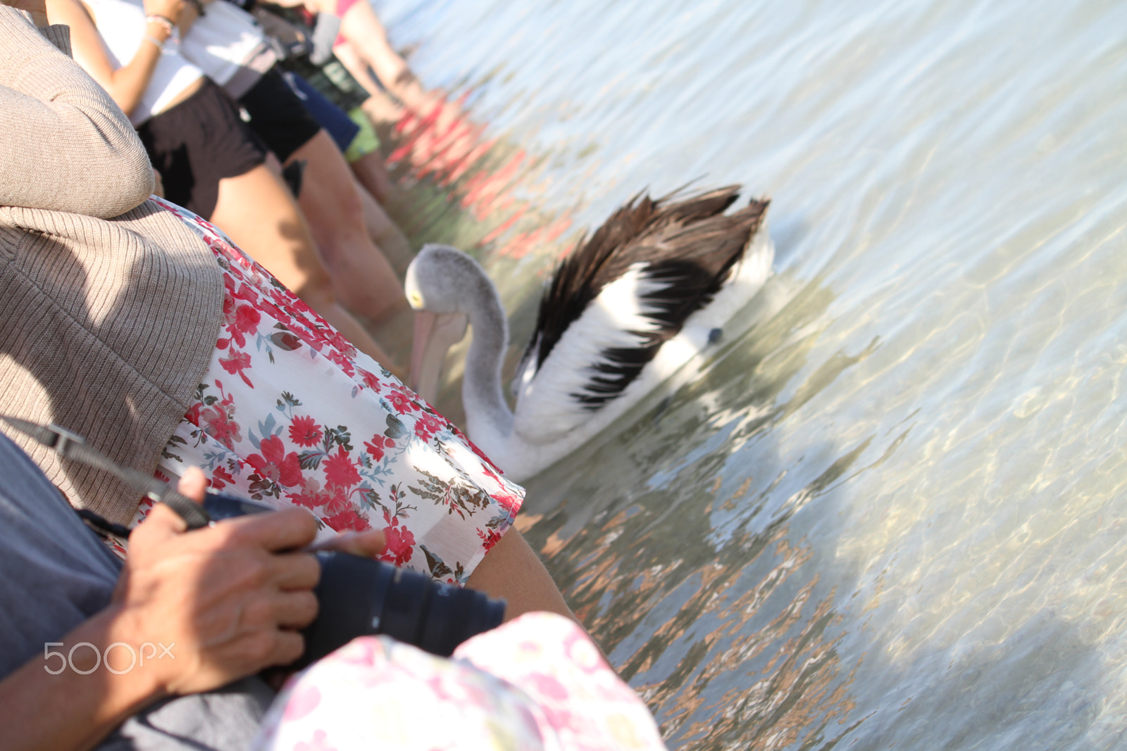 Canon EF-S 55-250mm F4-5.6 IS sample photo. Monkey mia pelican photography
