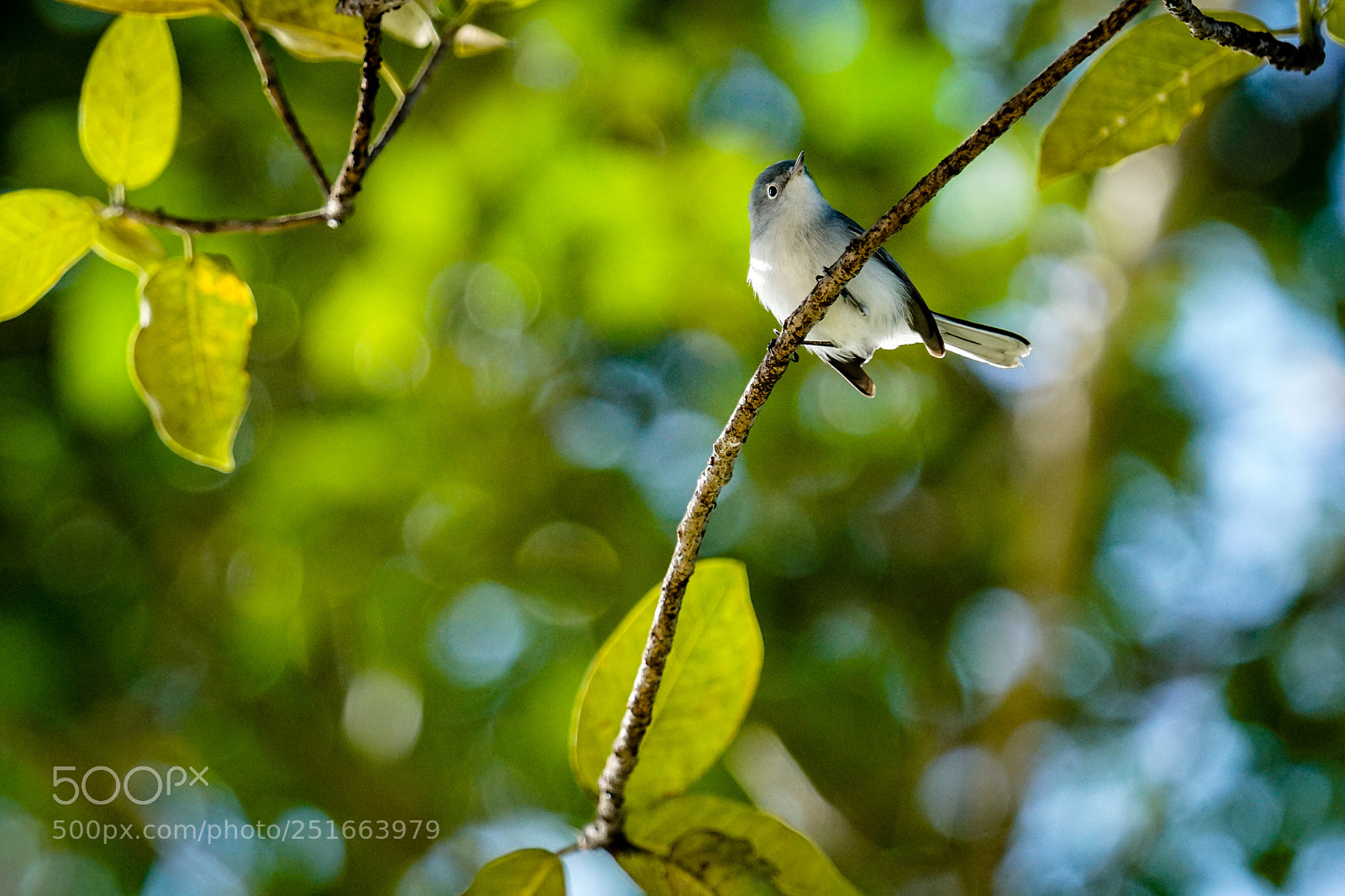 Sony a6000 sample photo. Blue gray gnatcatcher, at photography