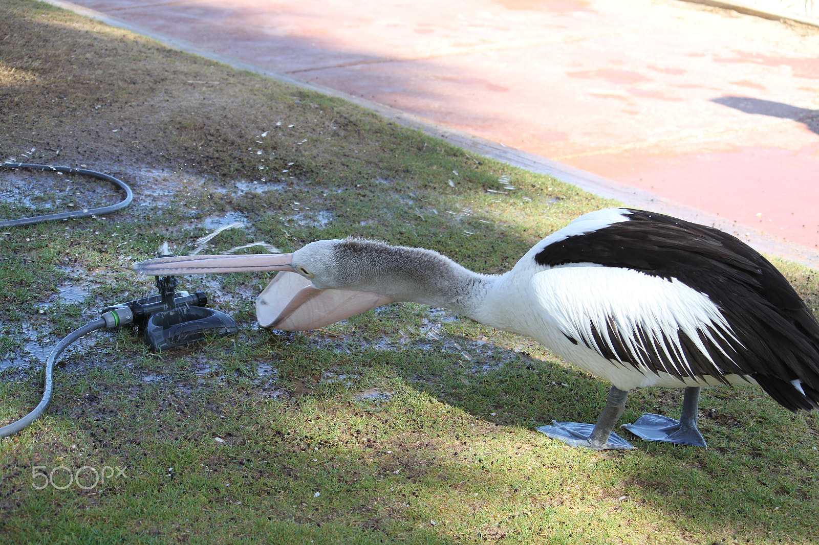 Canon EF-S 55-250mm F4-5.6 IS sample photo. Monkey mia pelican photography