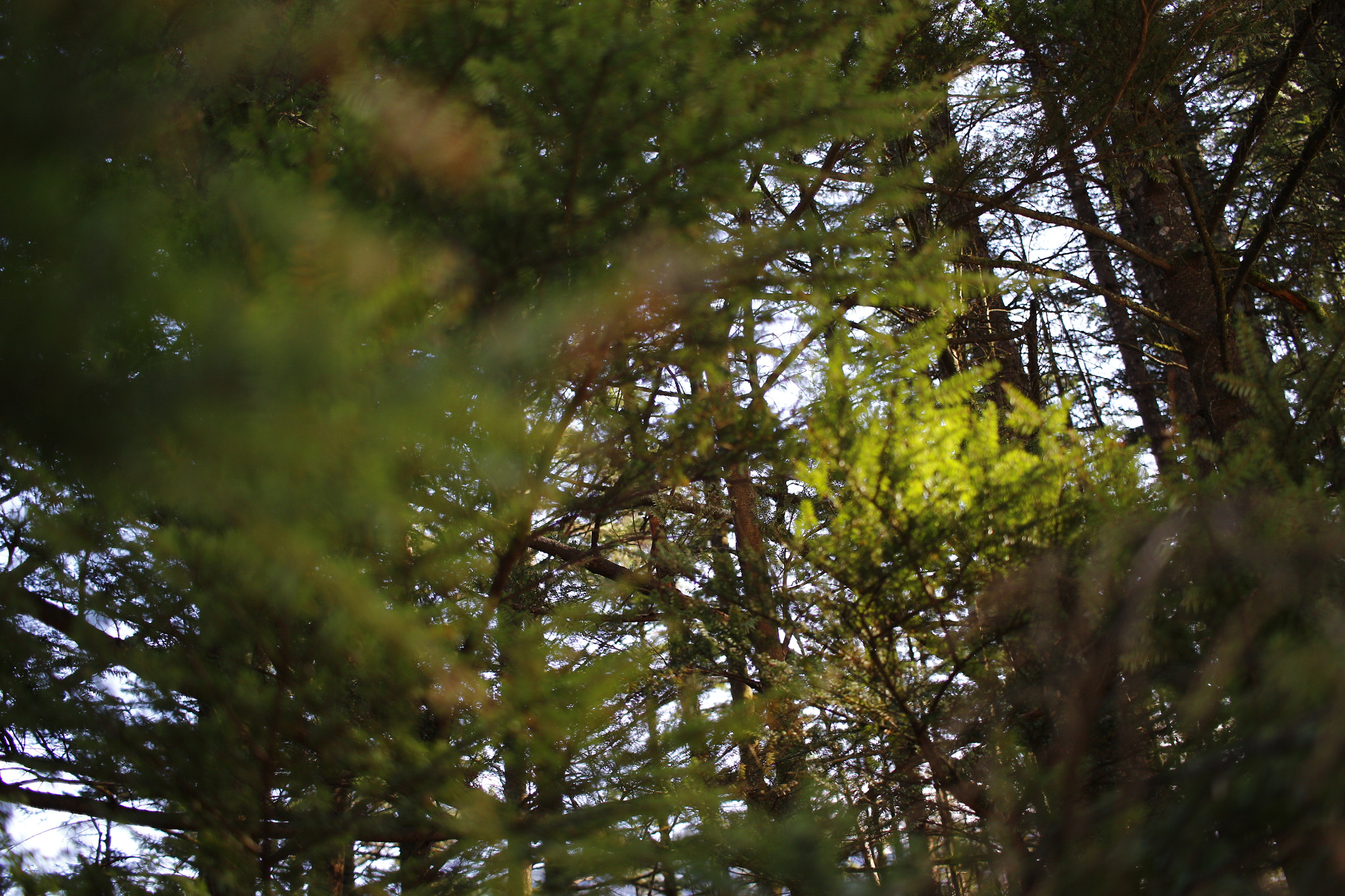 Canon EF-S 24mm F2.8 STM sample photo