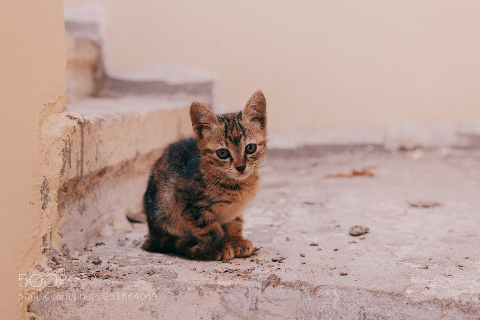 Canon EOS 80D sample photo. Pet photography